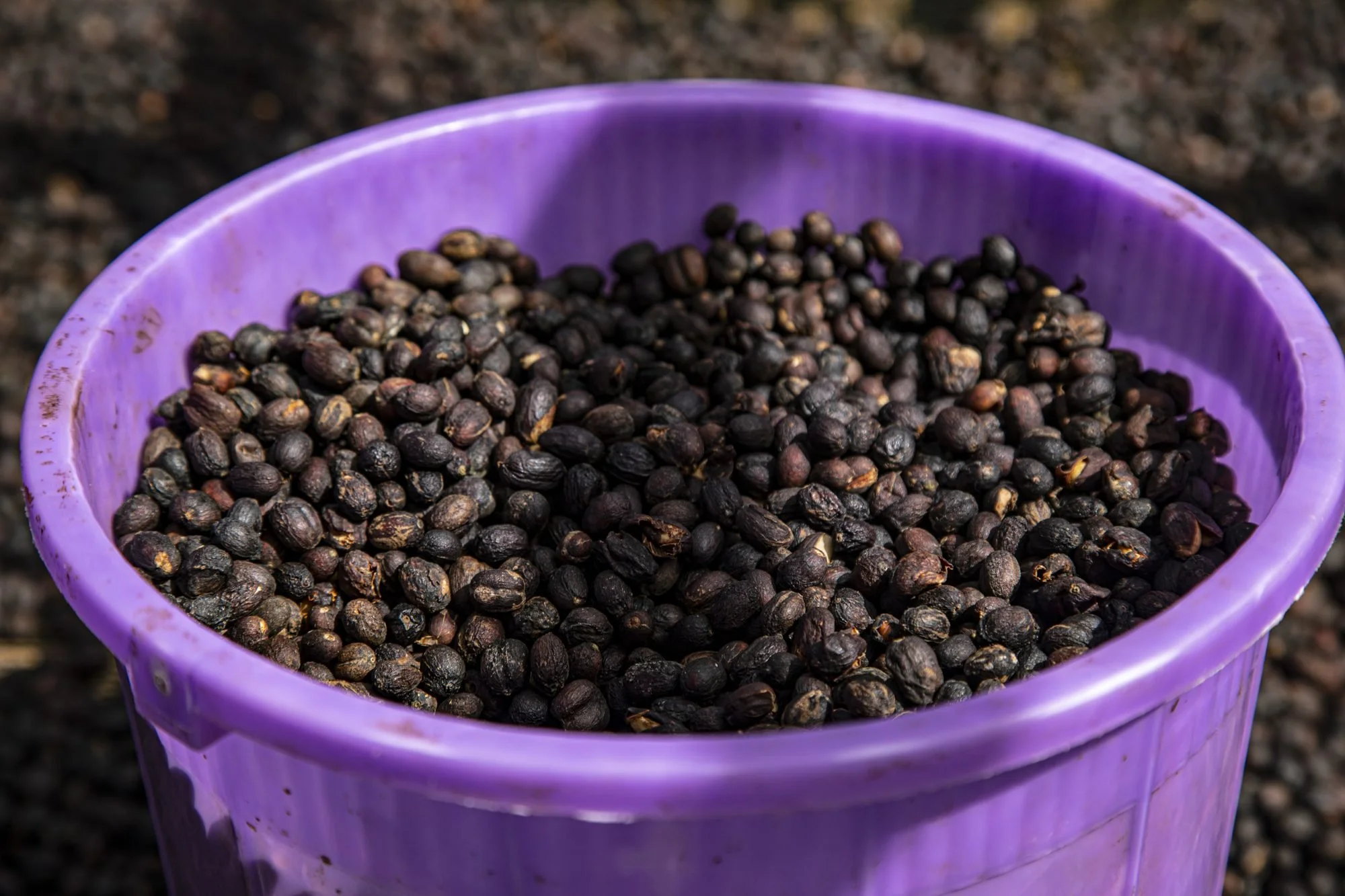 Dry_In_Bucket_compressed.jpg