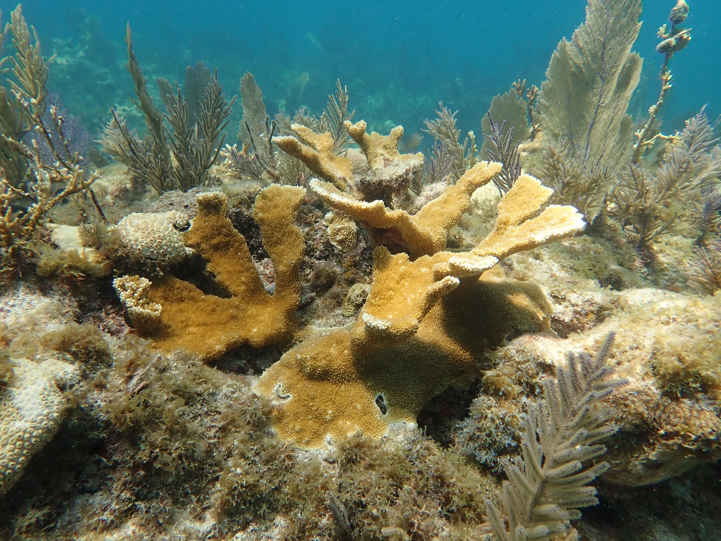 Elkhorn Coral - Acropora palmata.JPG