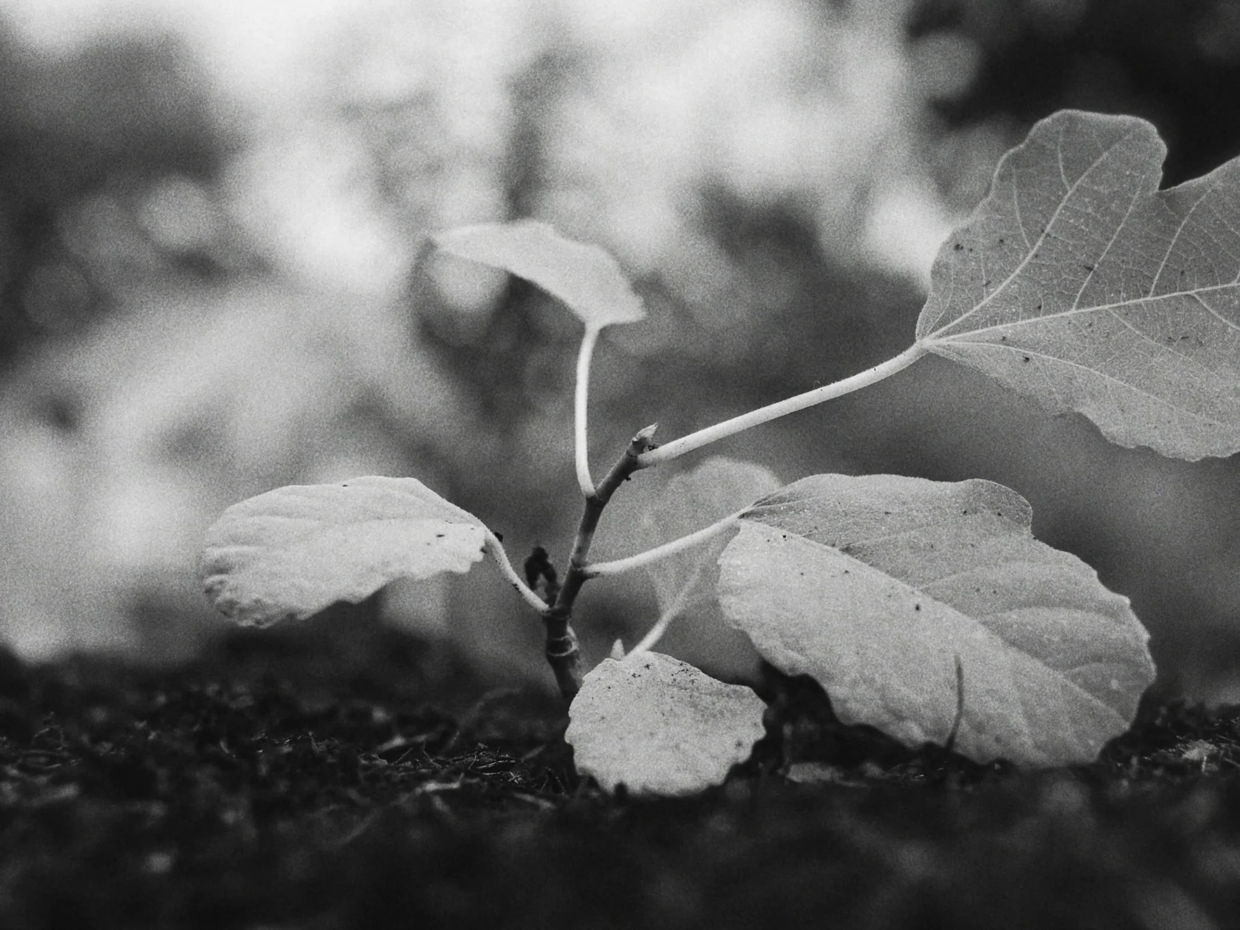 bg_cropped-14.jpg