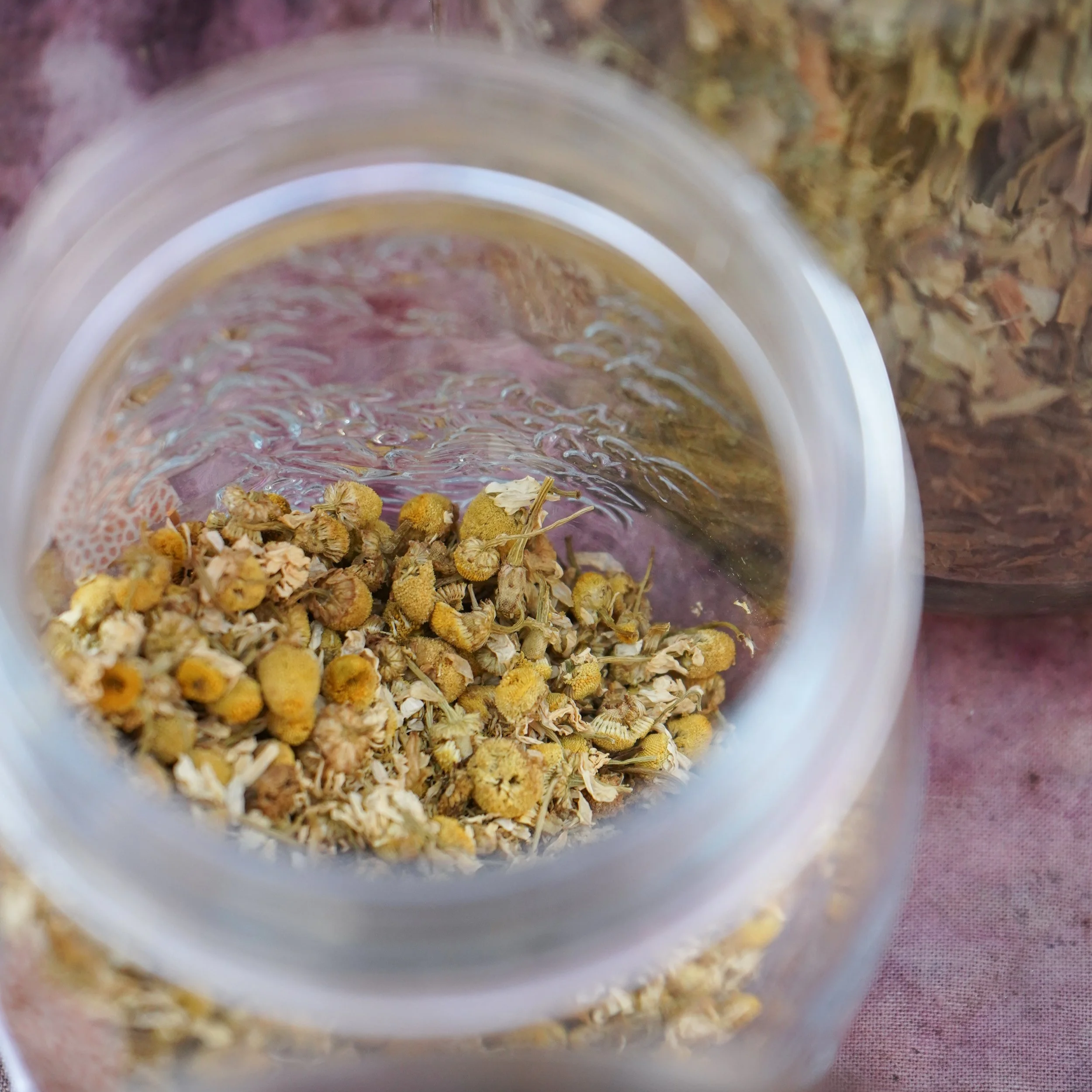 Dyer's Chamomile (100g) - Anthemis tinctoria