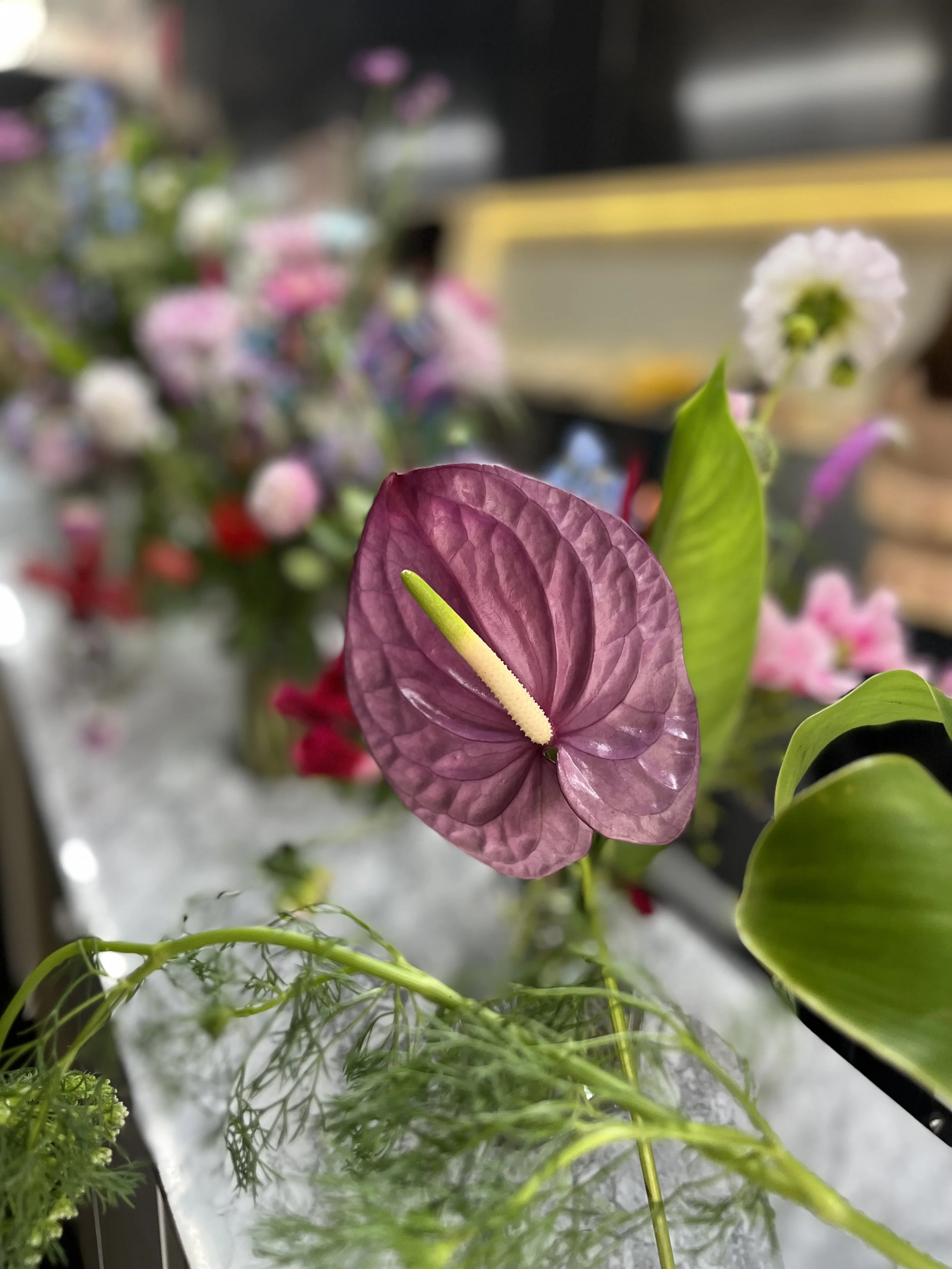 0. Stendhal Store, Masaryk_C.jpg