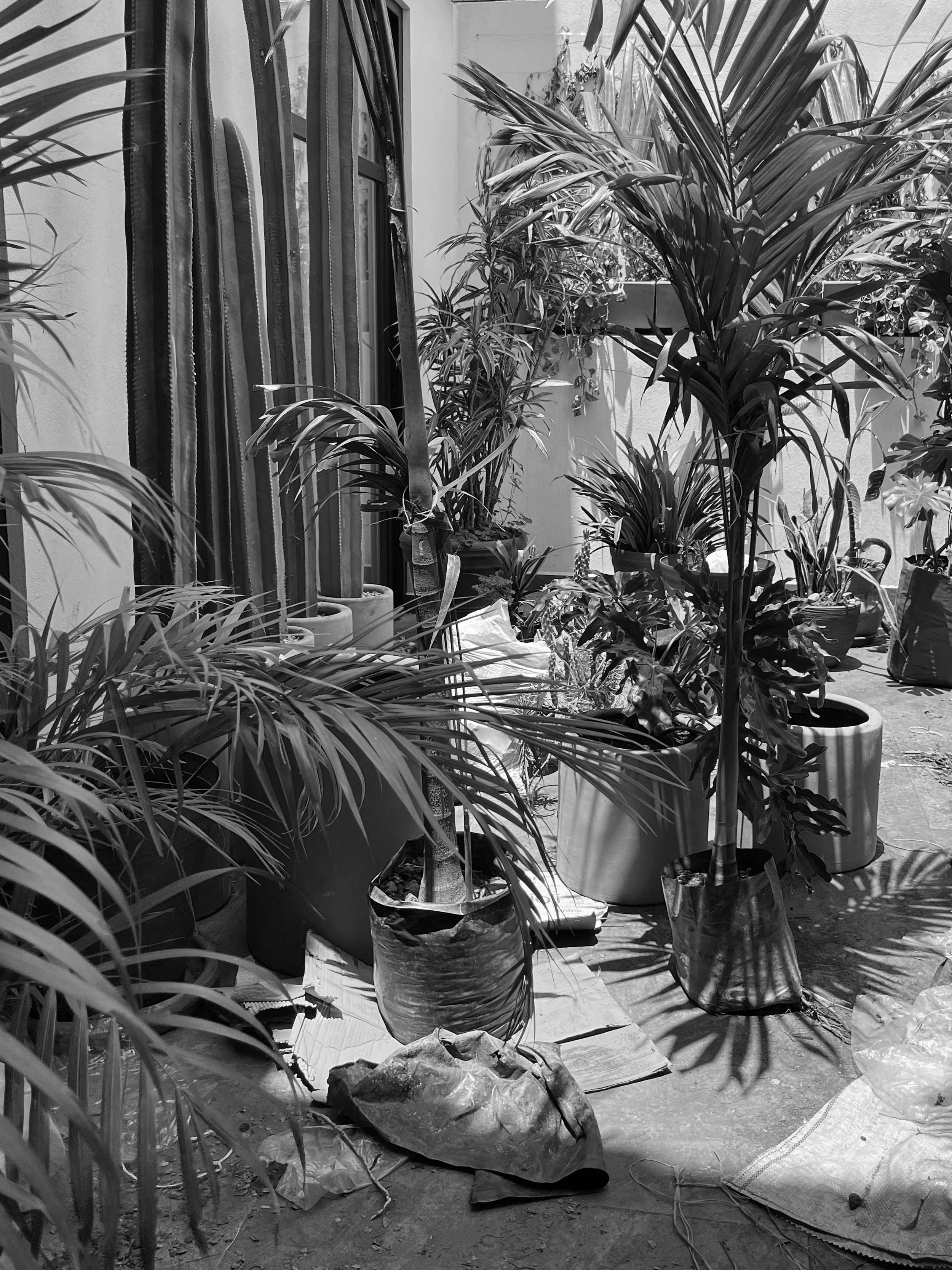 0. Oasis_procesos 5_1.jpg
