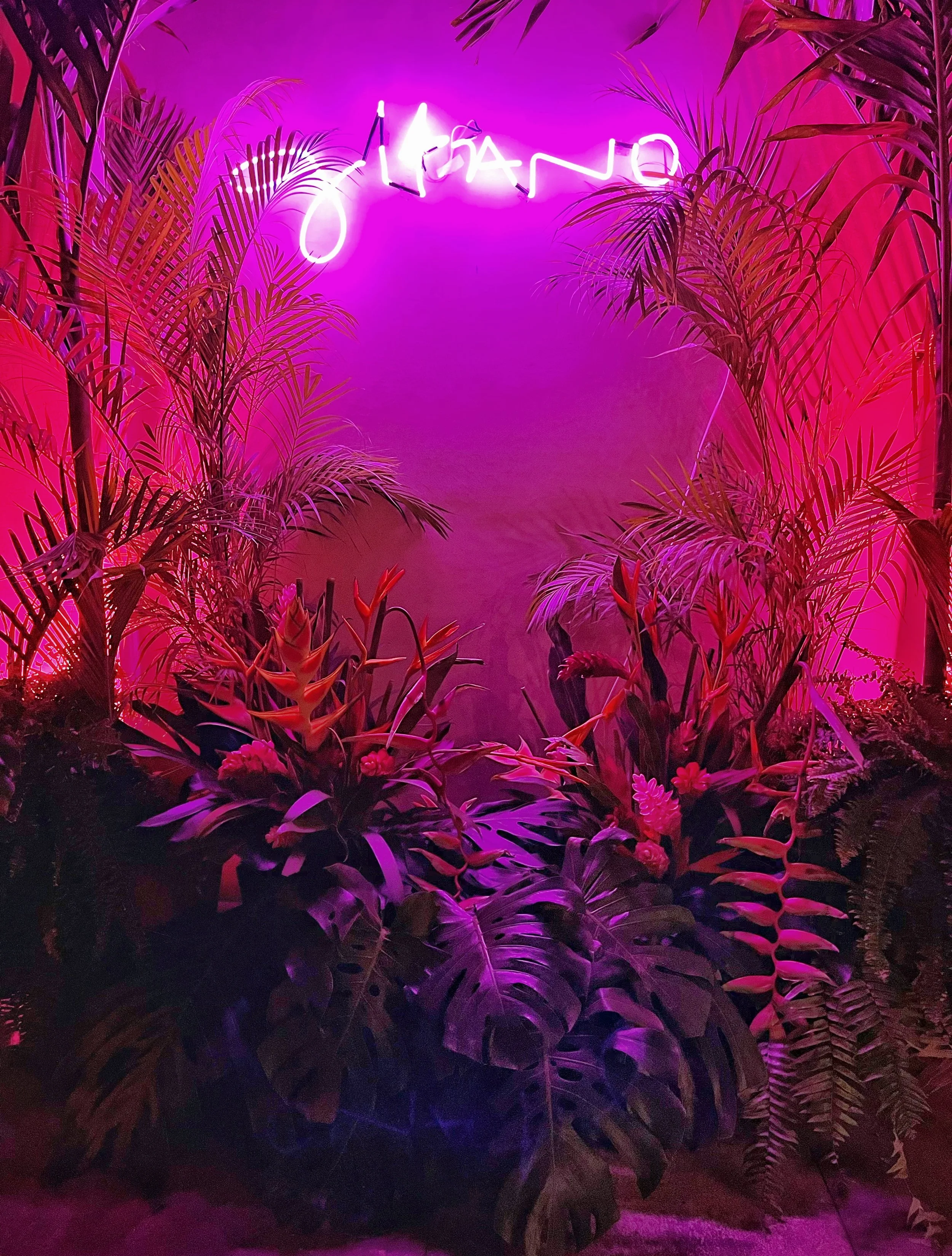 1. Gitano, Pop-up Maco_A.jpg