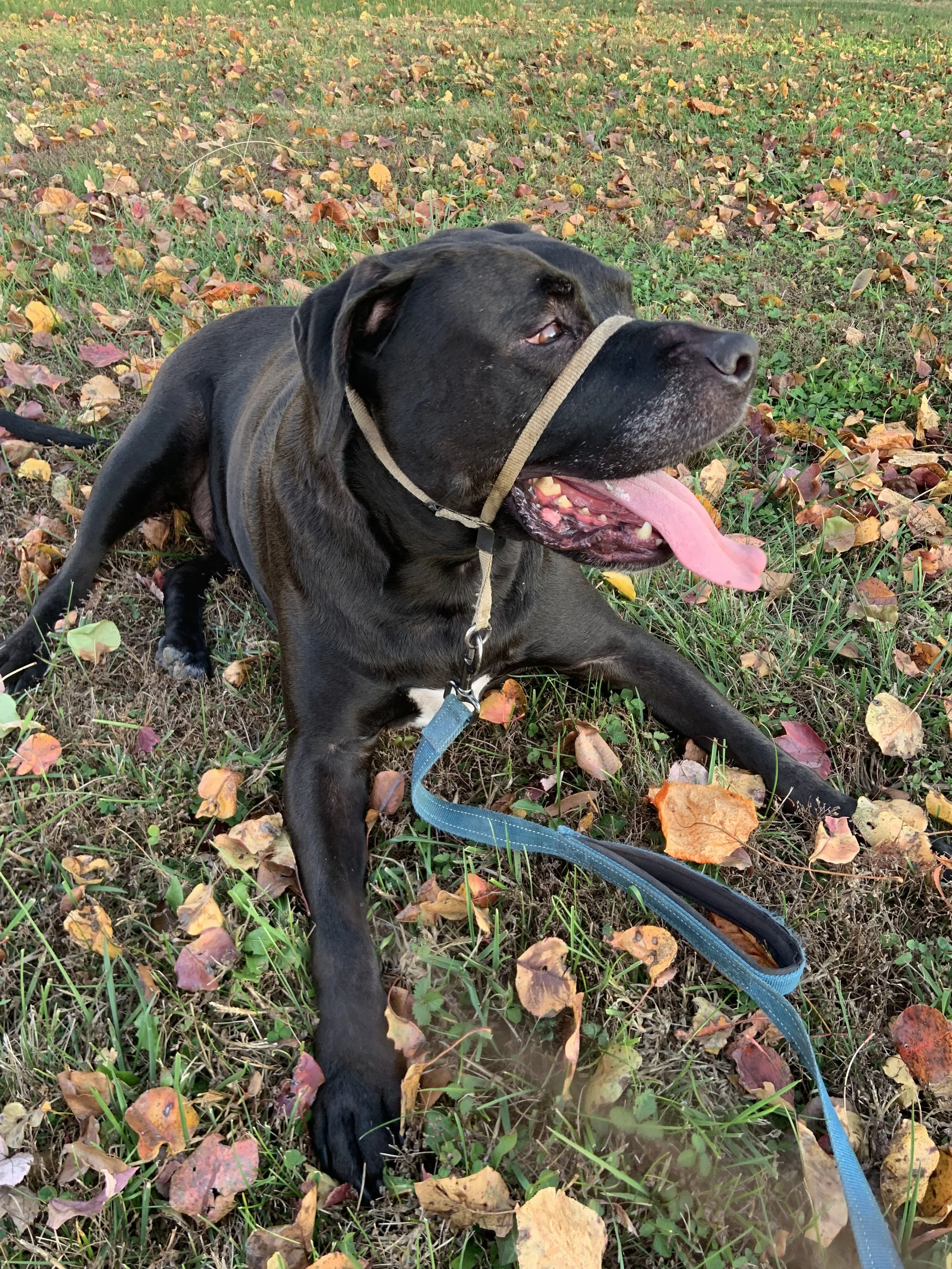 pet psychic, animal reiki, pet readings, spirit communication, animal communication, intuitive healing, reiki, animal reading 