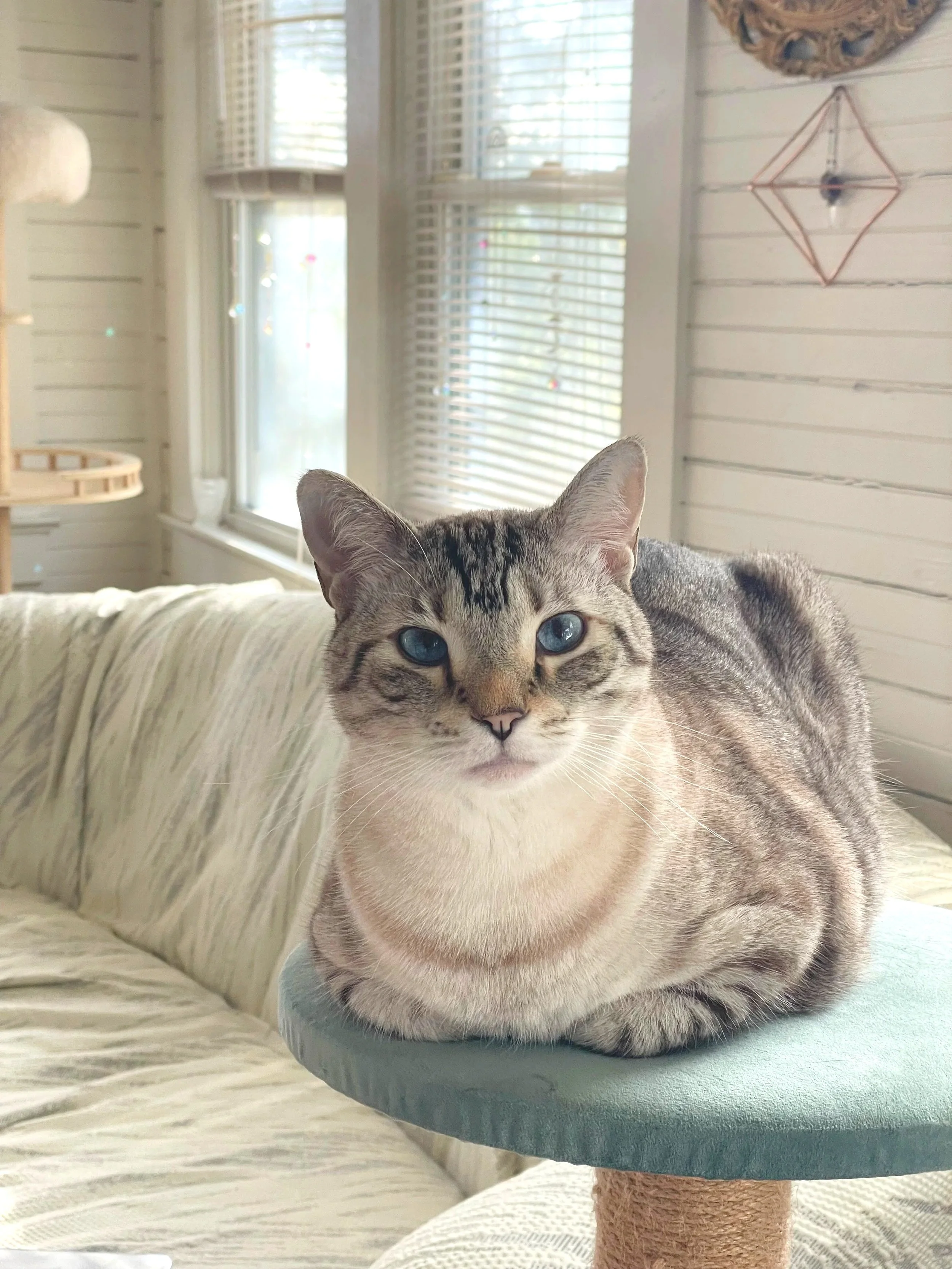 blue eyes bengal cat with snow mink coat sitting on light blue pedestal in light & bright living room with crystal sun catcher casting subtle rainbows in the background