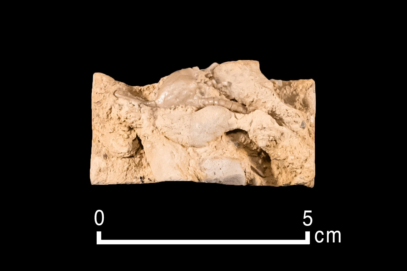 Merocrinus Ordovician Crinoids — Geoscience Research Institute