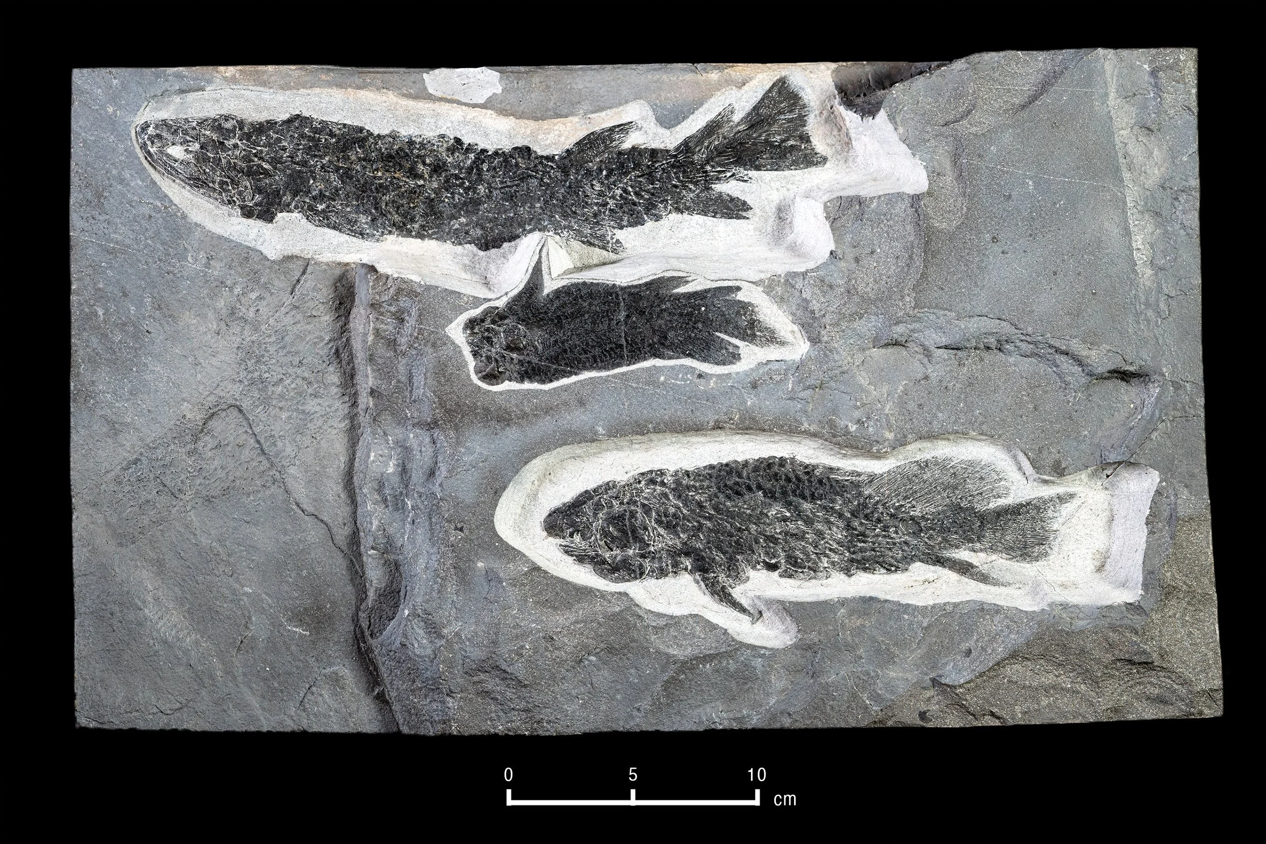 Devonian Fish — Geoscience Research Institute