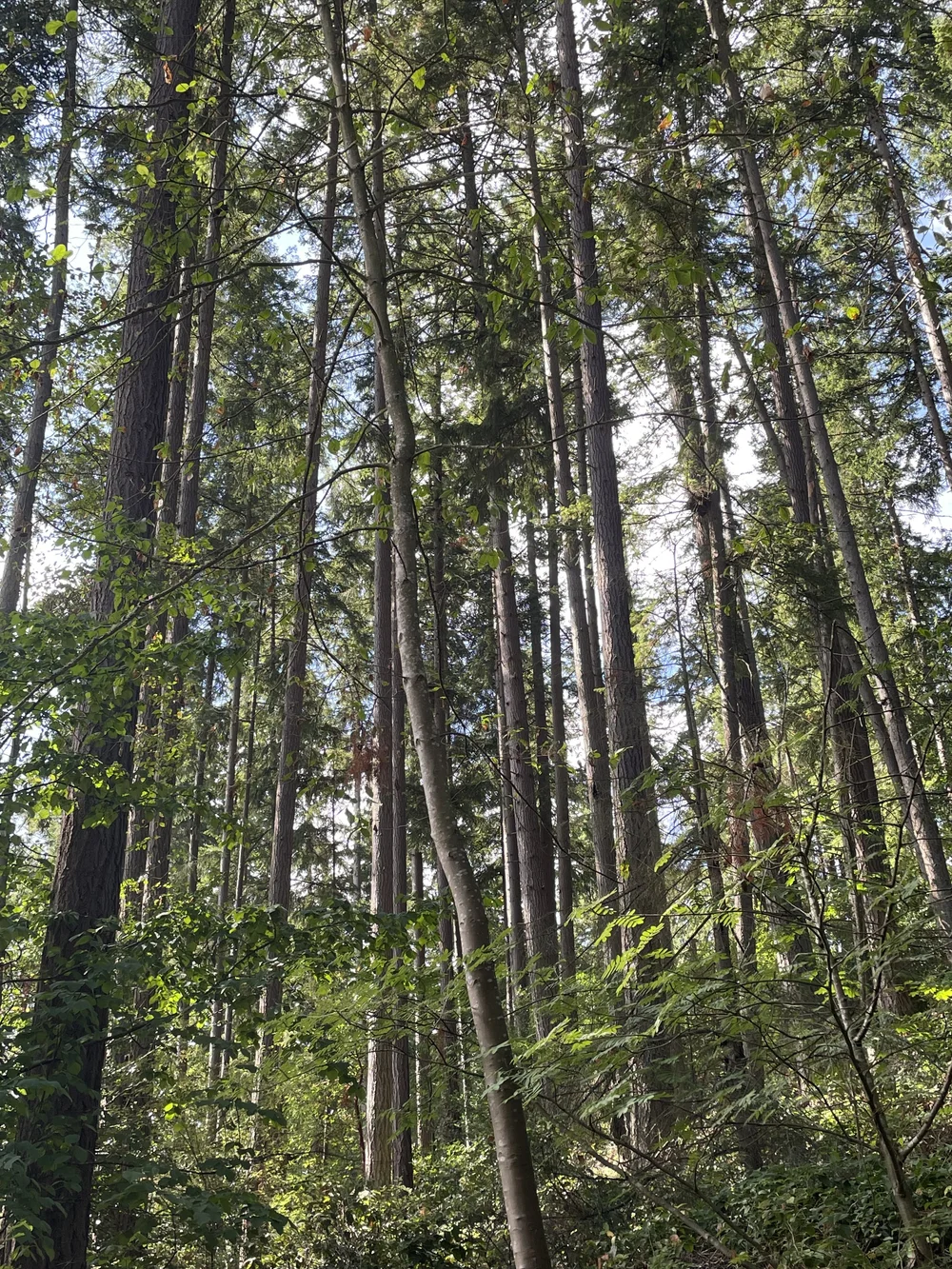 History of Hillwood — Hillwood Neighborhood