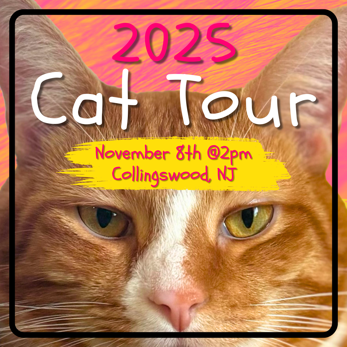 Collingswood Cat Tour