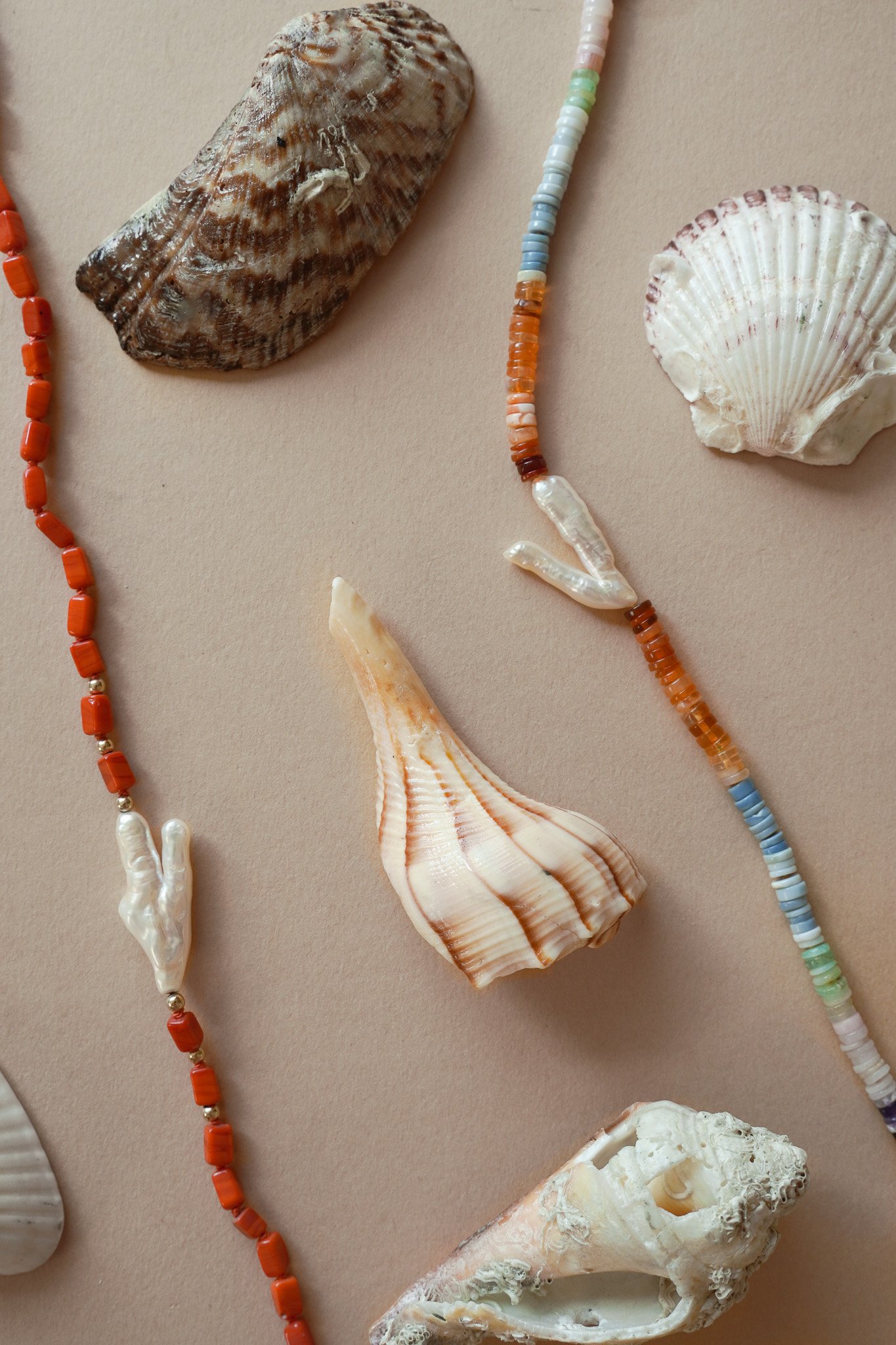 JT1(4) coral with shells.jpg
