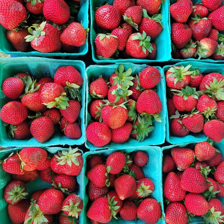 First Delray GreenMarket of the Summer Season