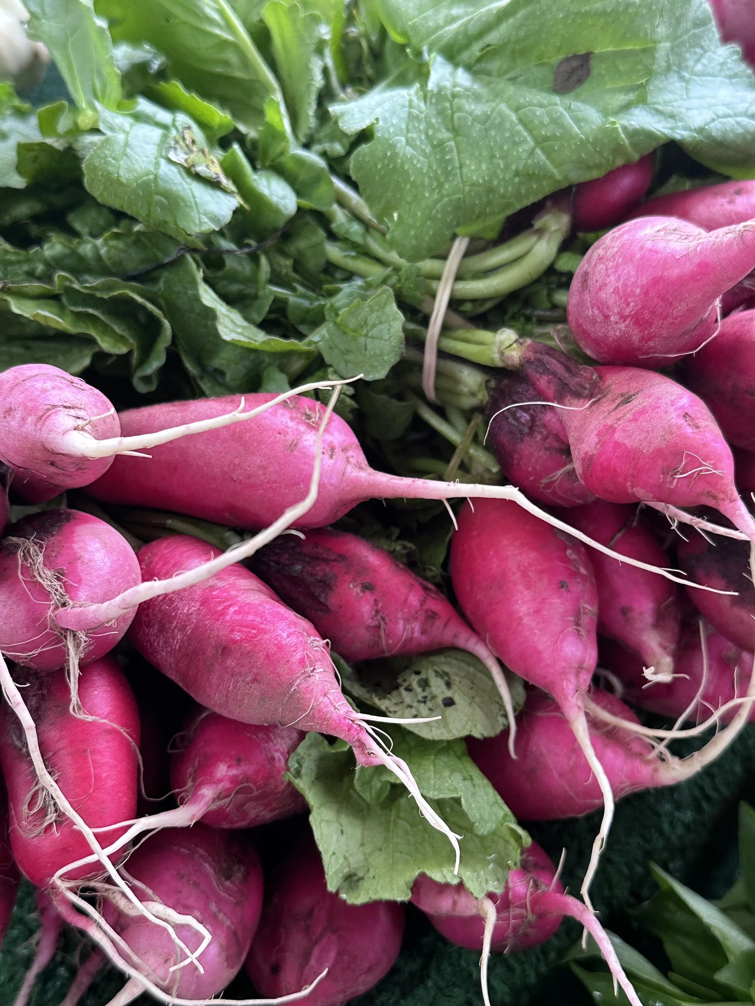 Delray Winter GreenMarket 