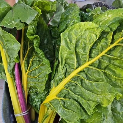 Delray Winter GreenMarket