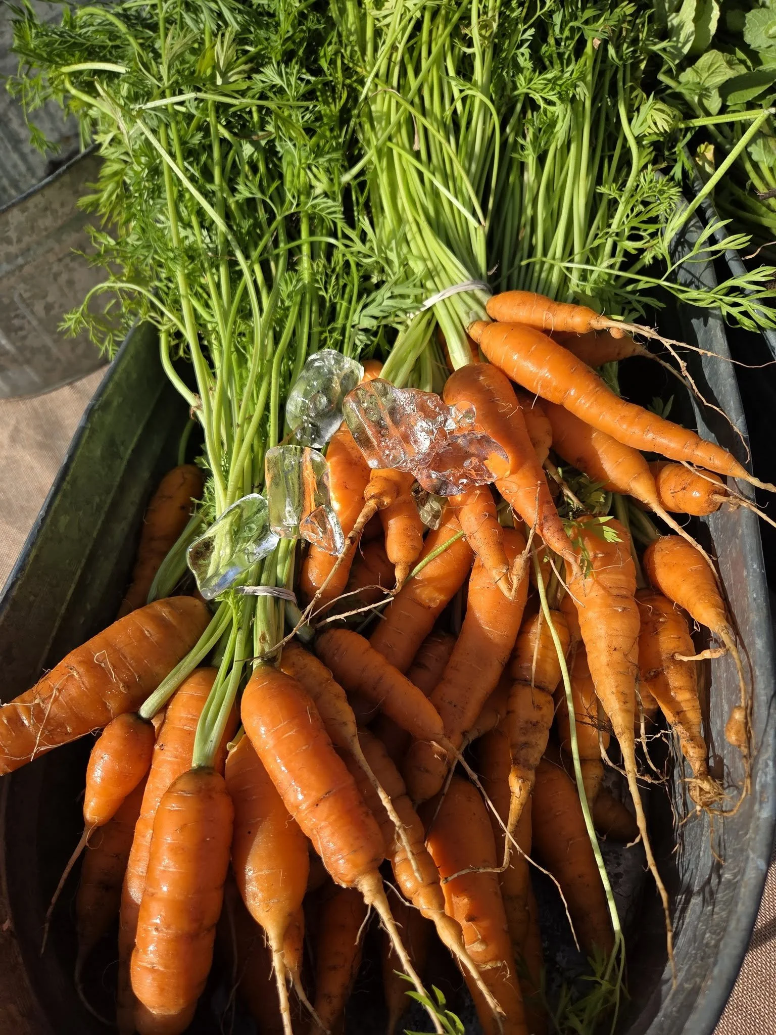 Delray Winter GreenMarket