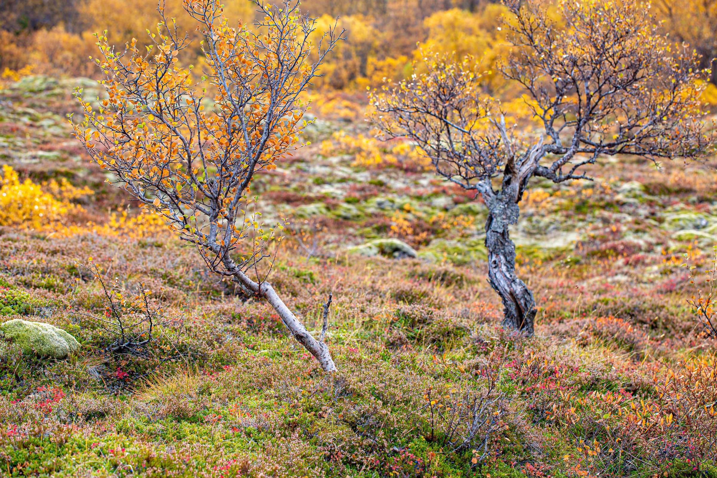 Colours of Iceland