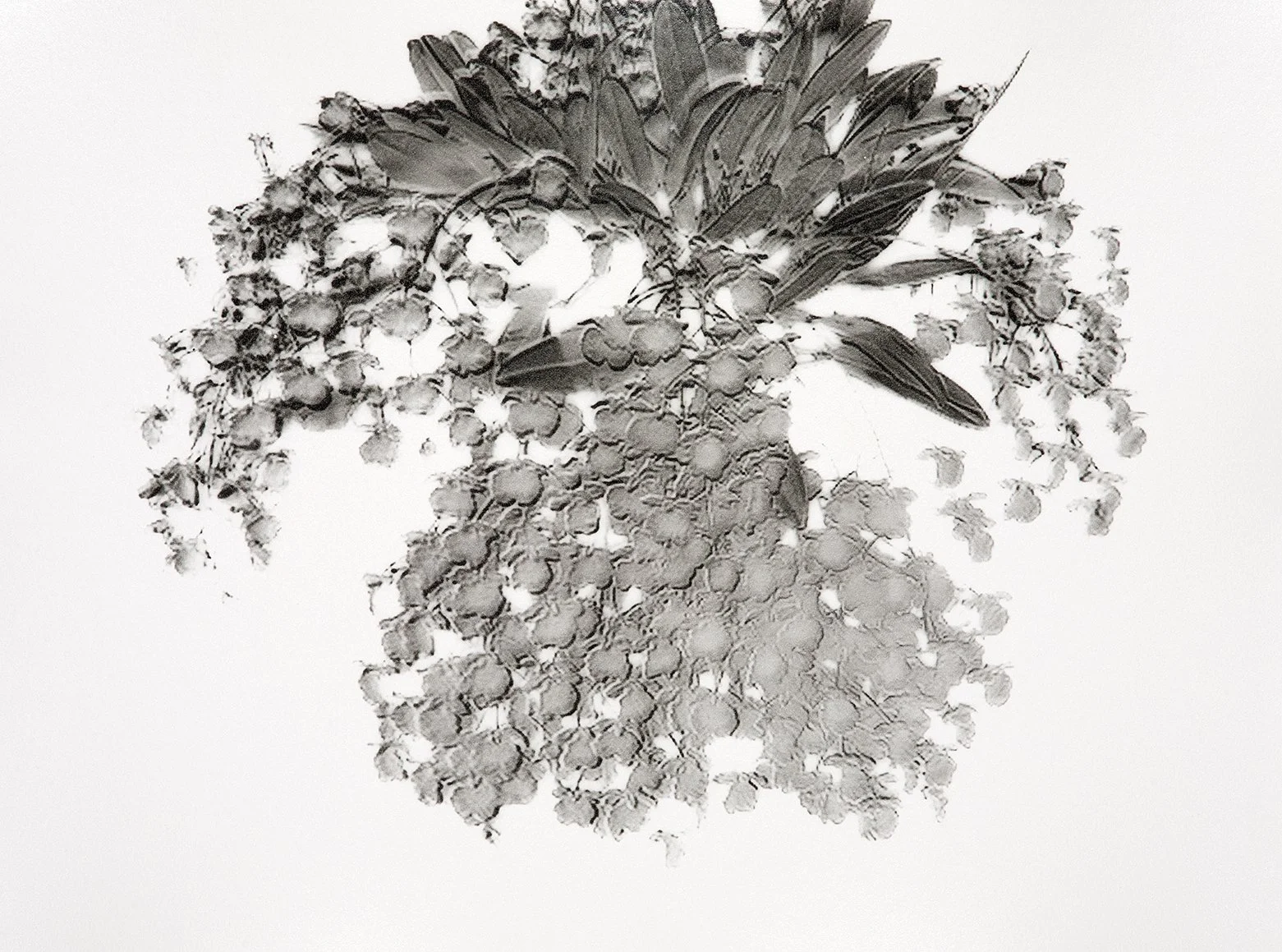 Dendrodium aggregatum