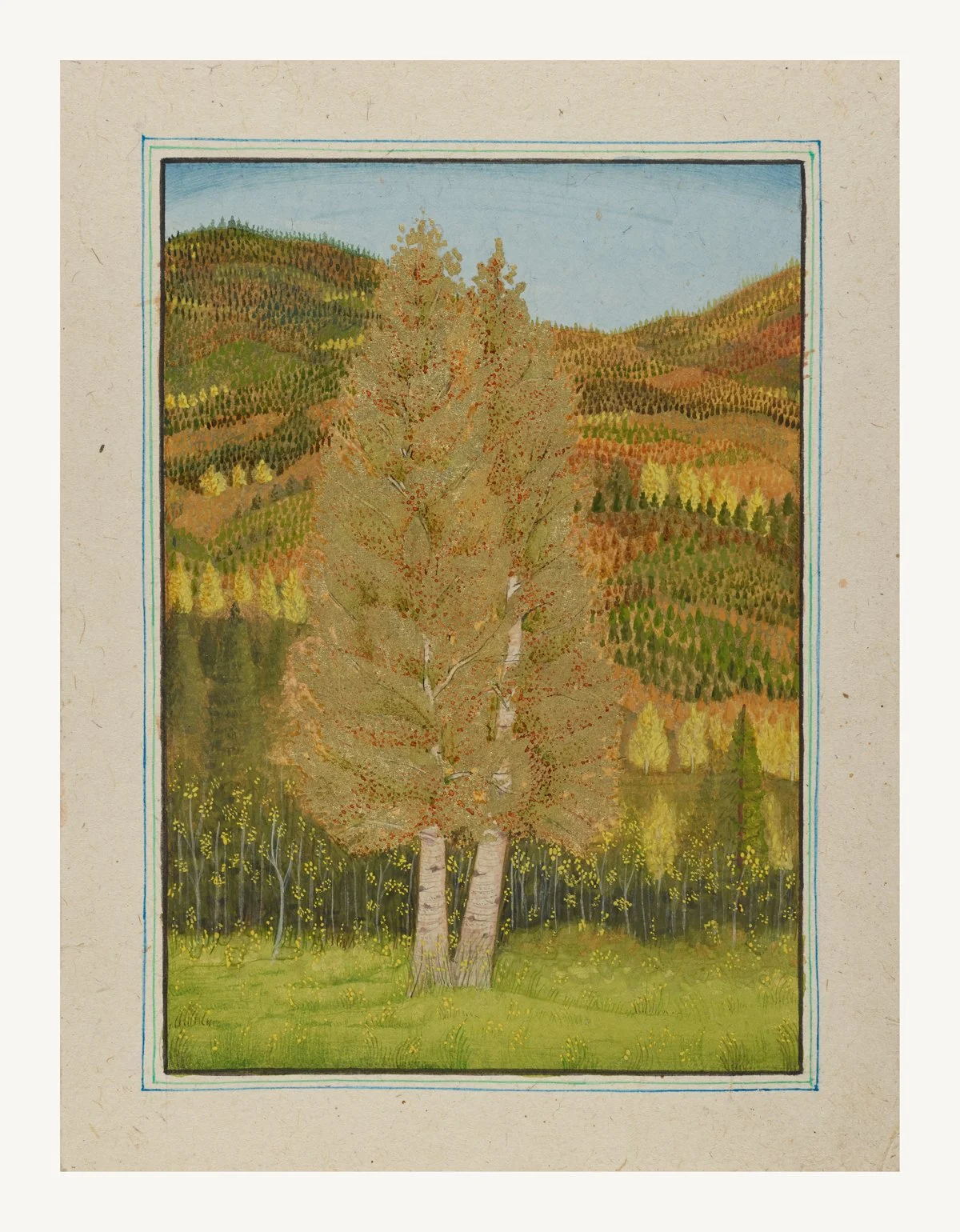 Colorado Quaking Aspen 2