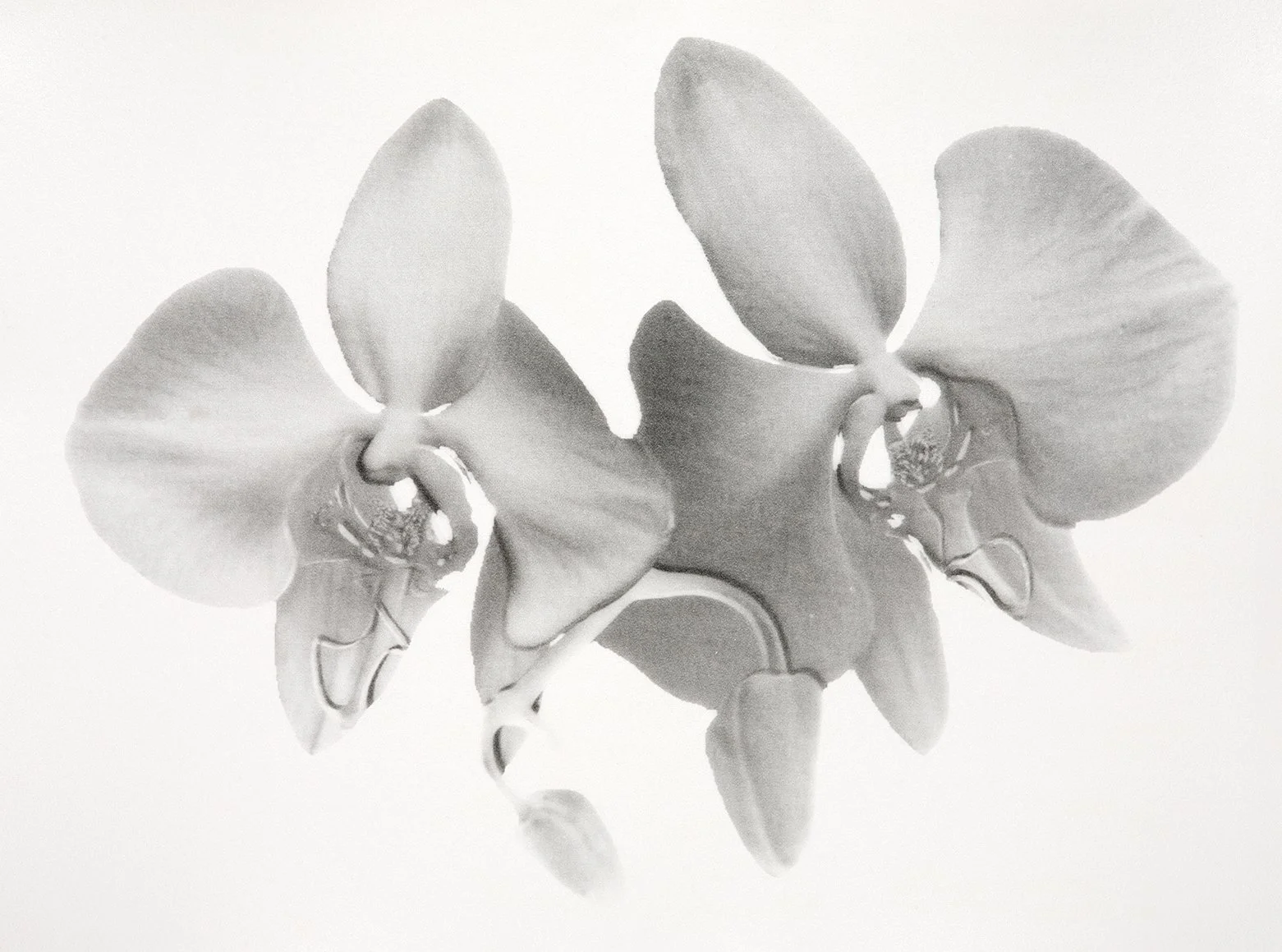 Phalaenopsis amabilis