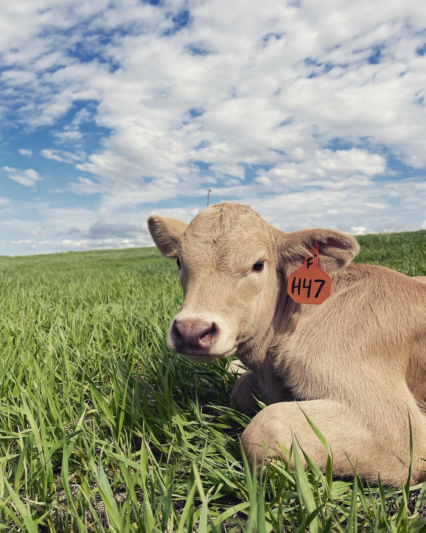 green grass🌱+ sunshine ☀️ + cows 🐮 =🥰