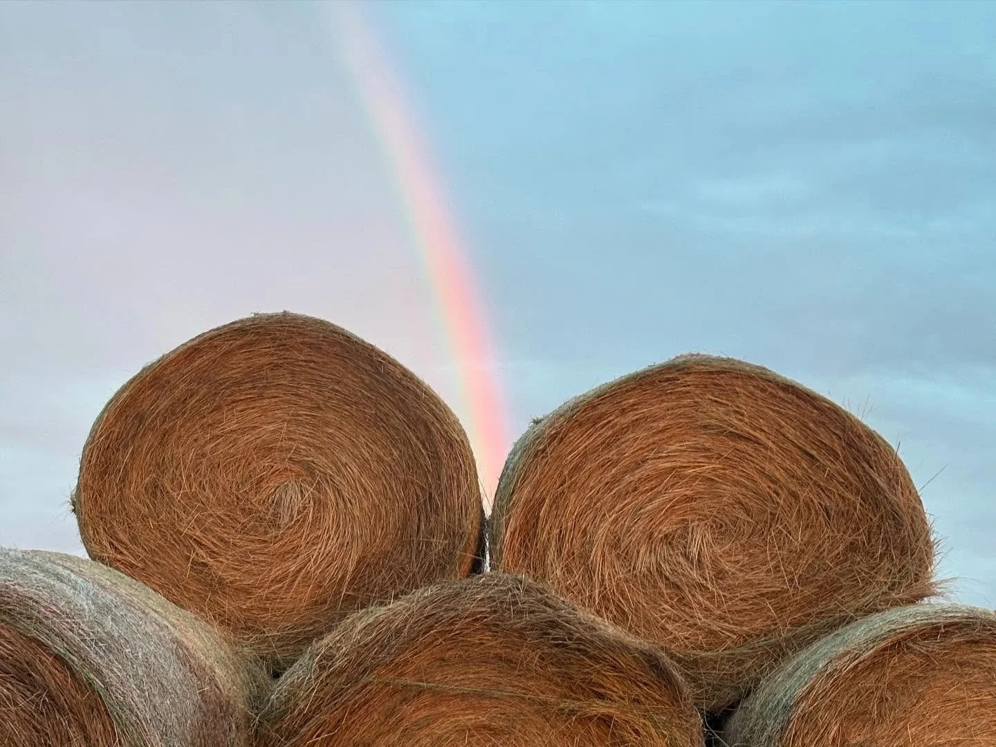 april 🌼 🌈 🌧️ ☀️ 🐮