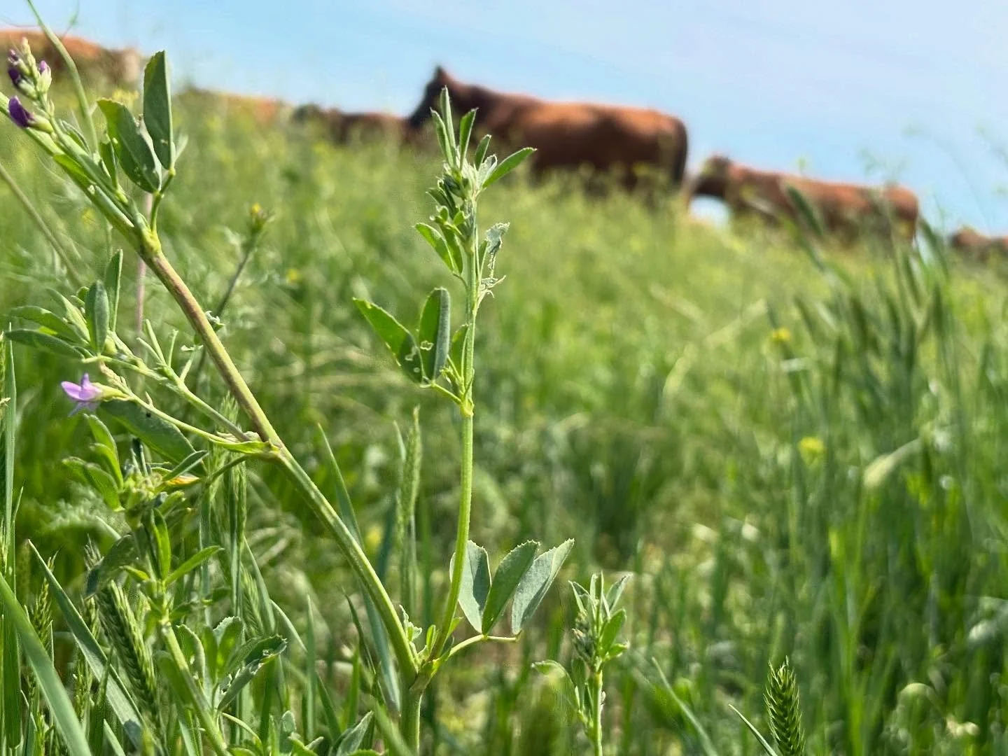 very disappointed in myself for how few calf pictures I have from this calving season&hellip;because there have been some CUTE ones 🥰 

#mayphotodump