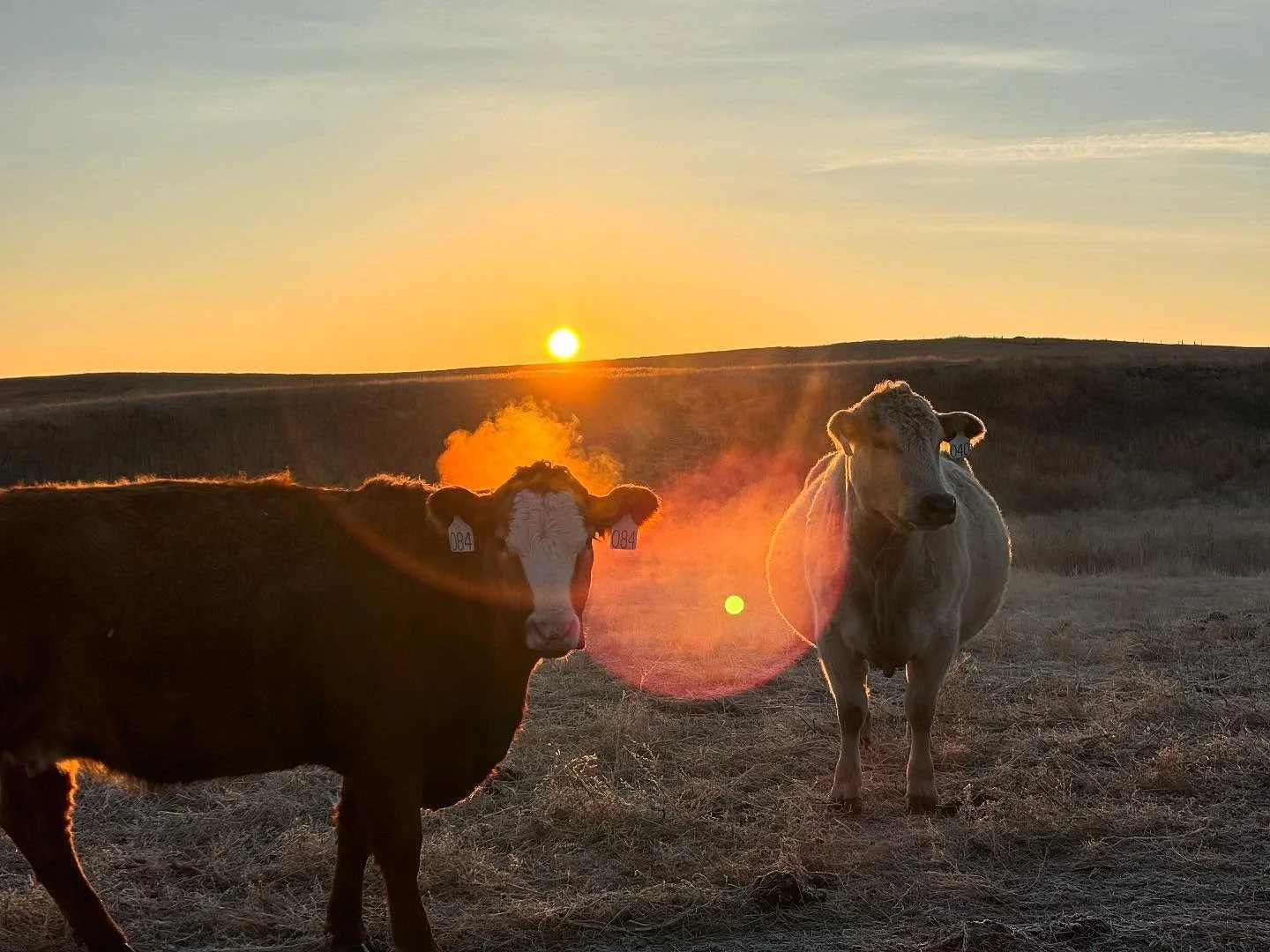 photo dump from the first three months of 2025 📸(swipe to the end to meet my new favorite heifer)

If you want to know more about what I&rsquo;ve been up to since I haven&rsquo;t been sharing on social media, I&rsquo;ve been sharing more in-depth up