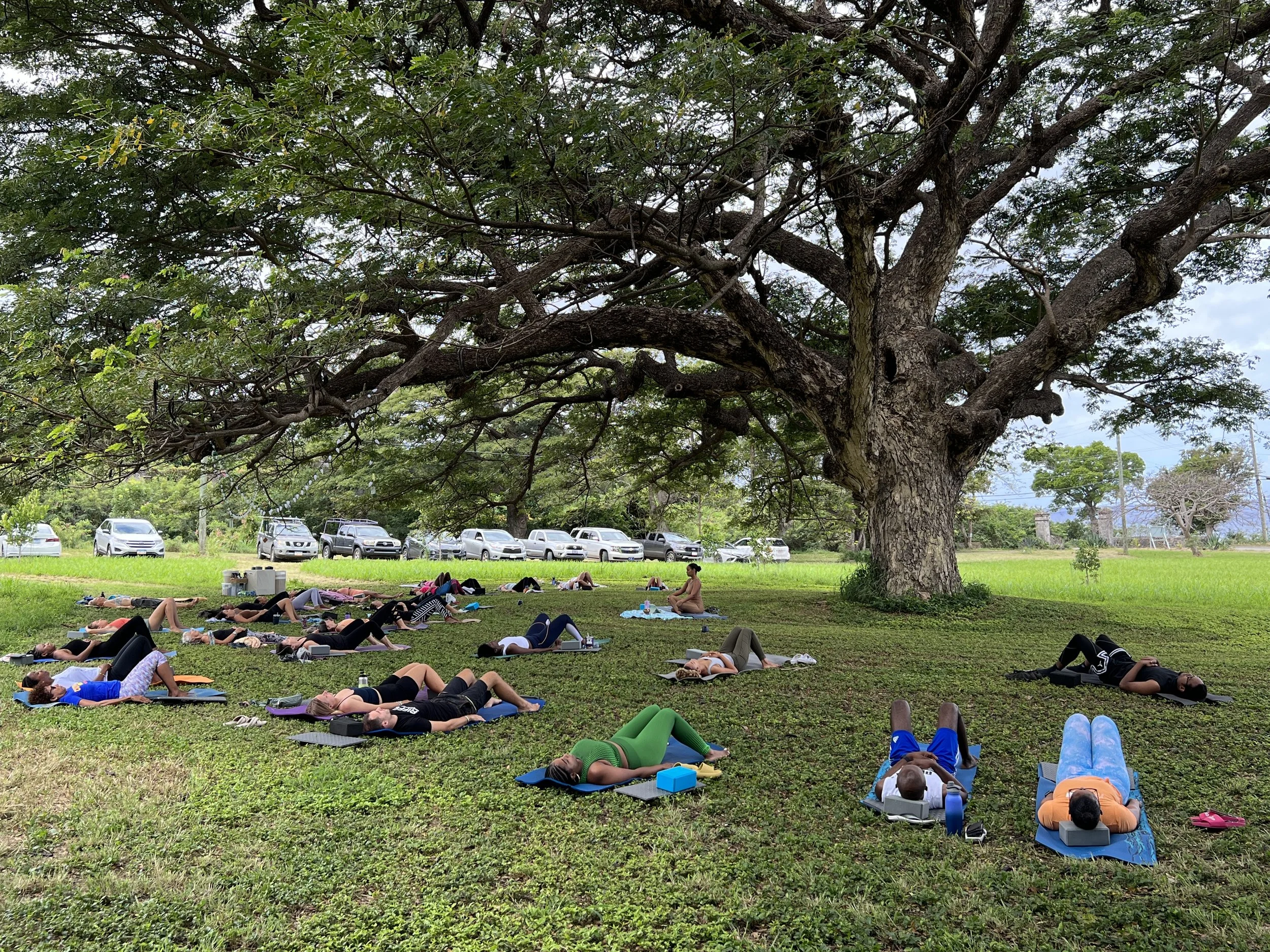 Group of people practicing yoga outdoors beneath a large tree on a grassy field on a cloudy day.