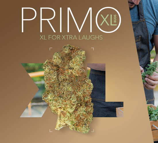 2022_12_24_PRIMO_Web_550x500.png