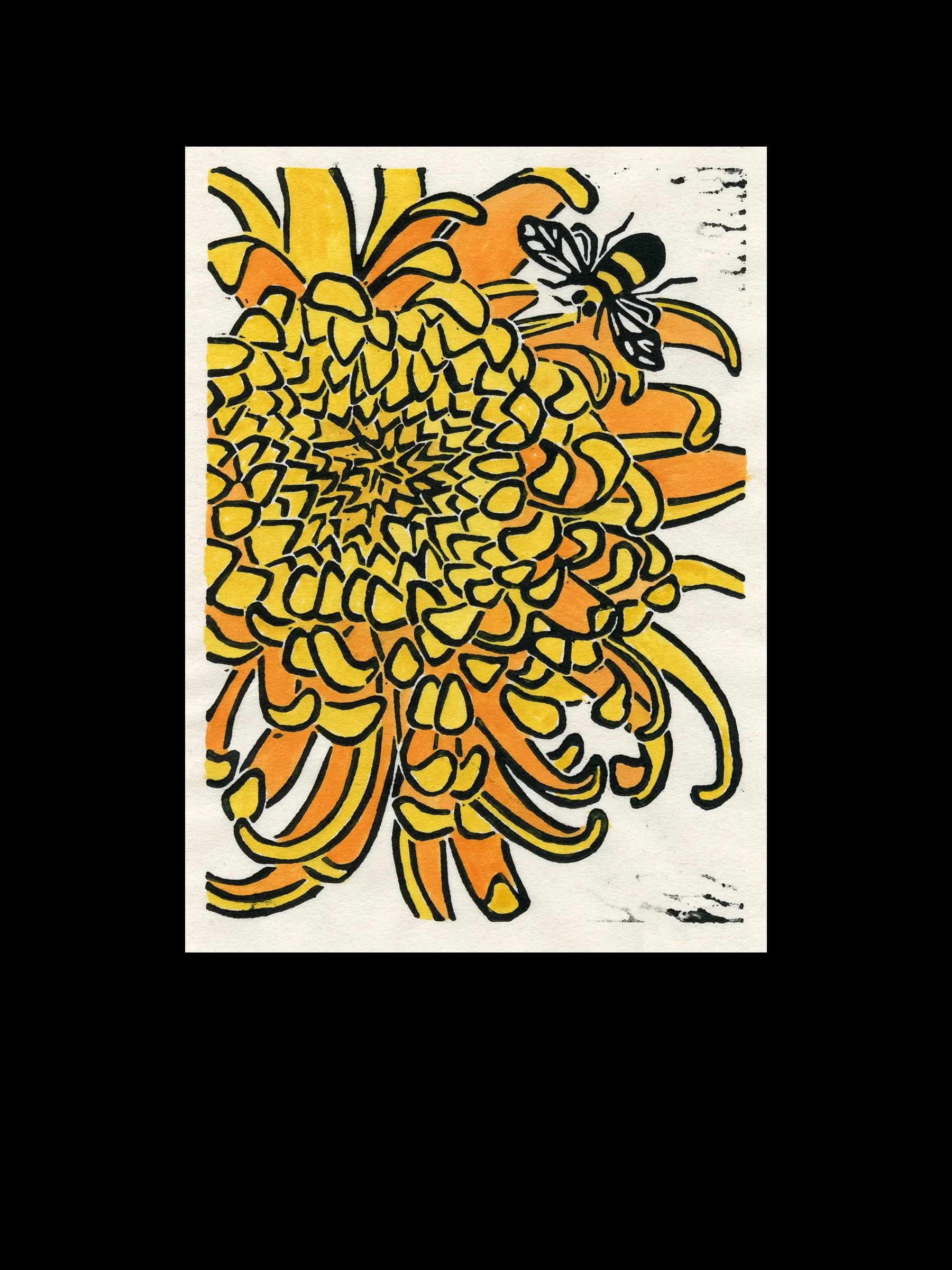 Yellow Chrysanthemum