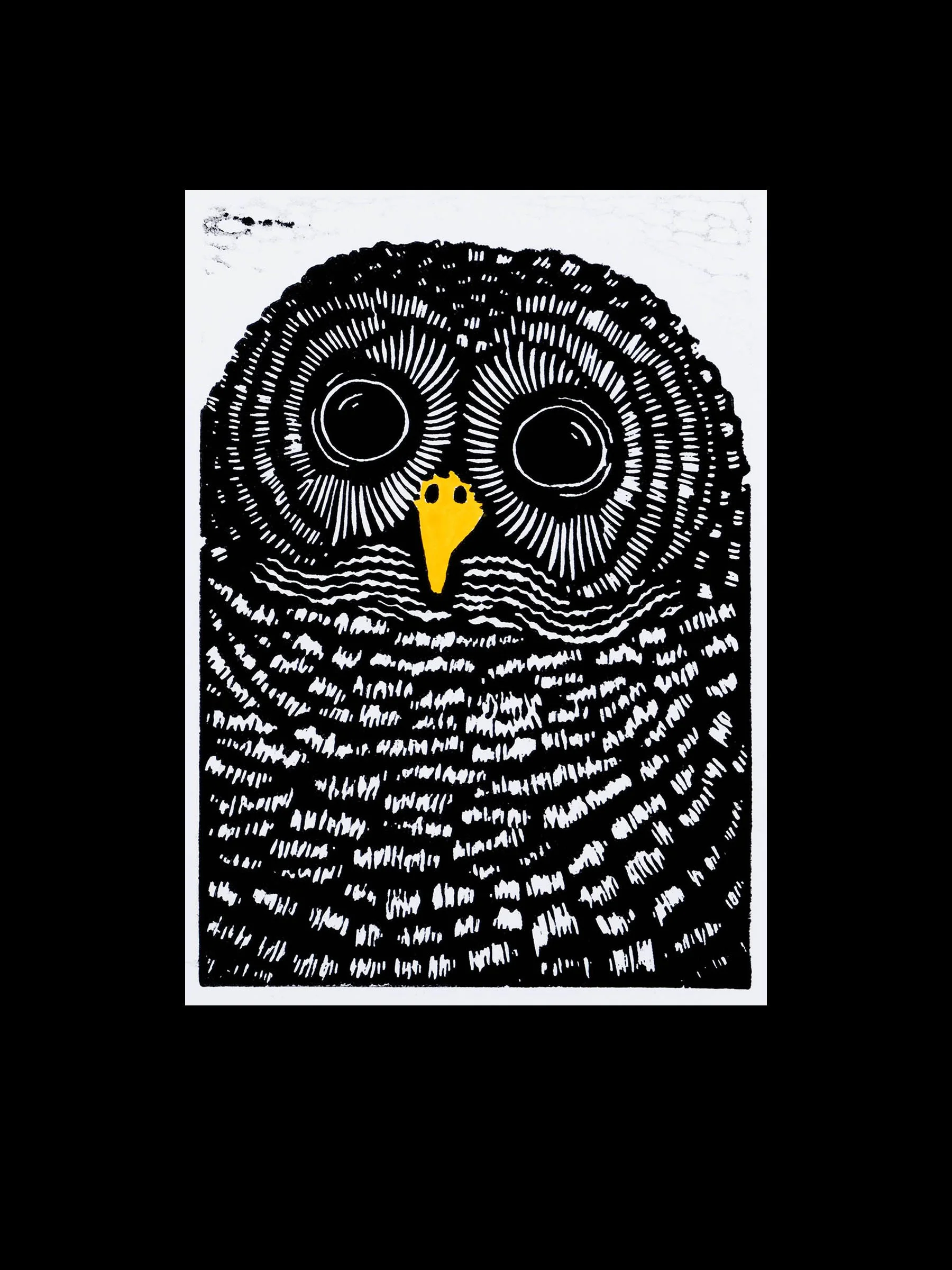 Barred Owl