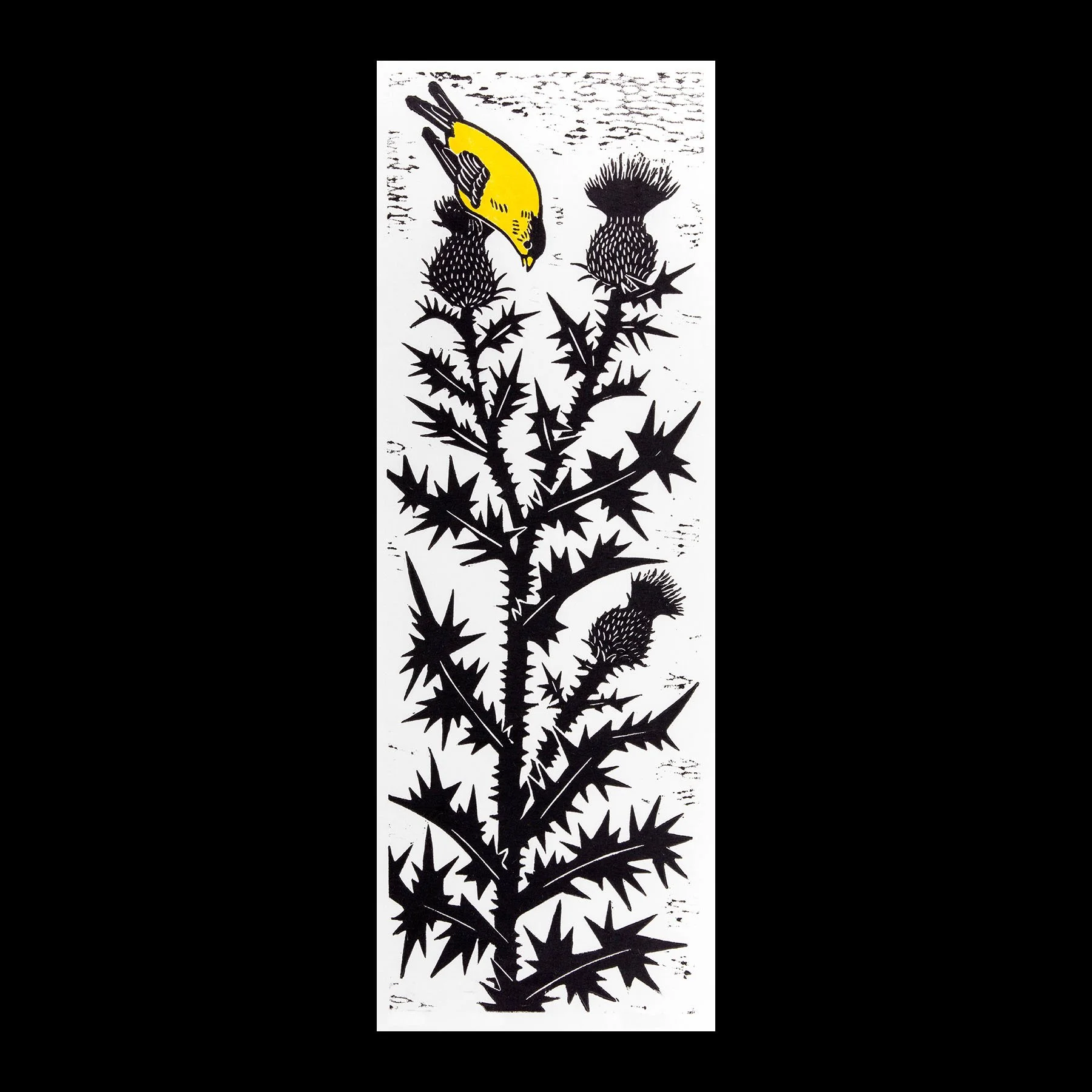 Gold Finch