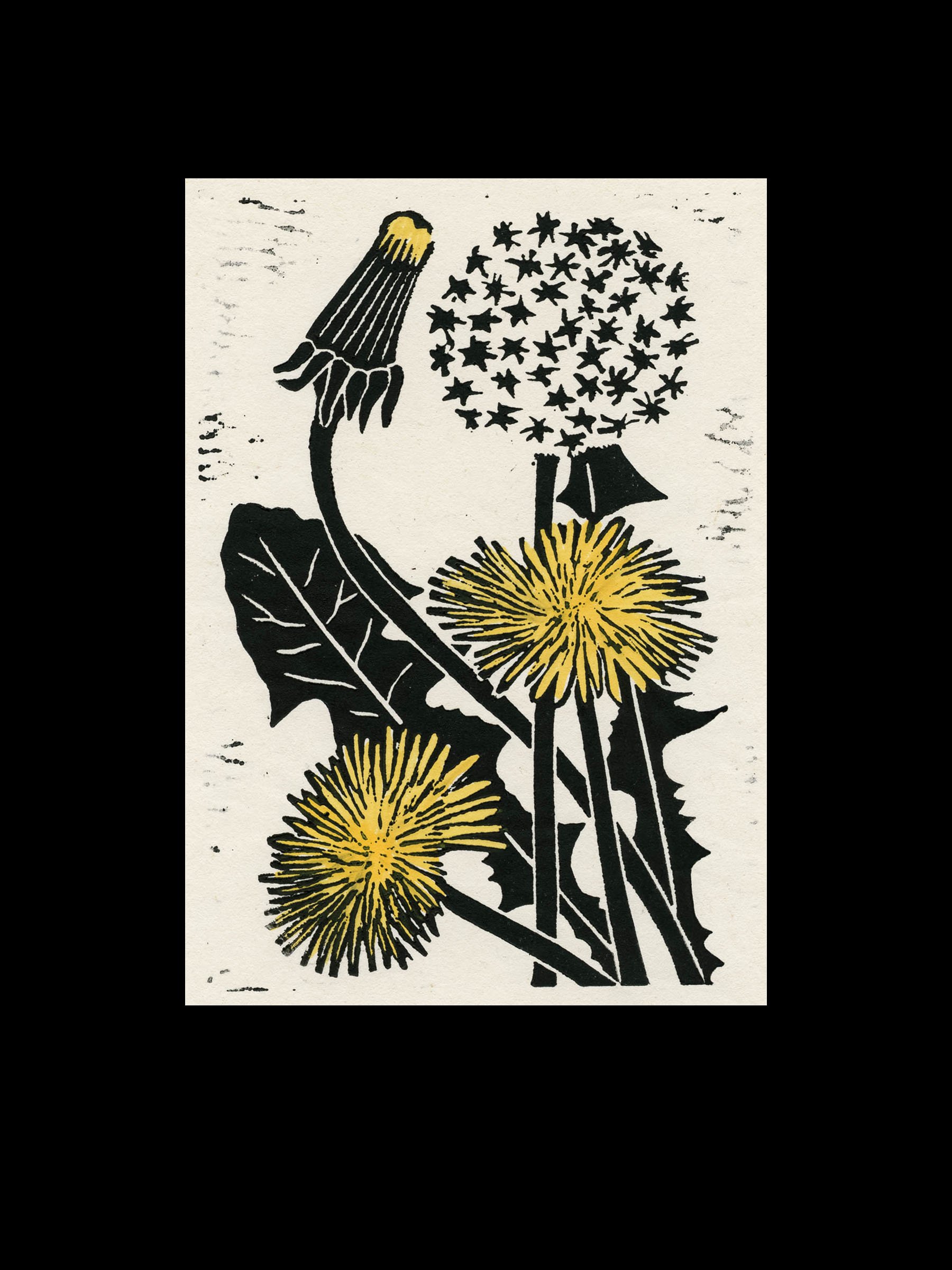 Dandelion II