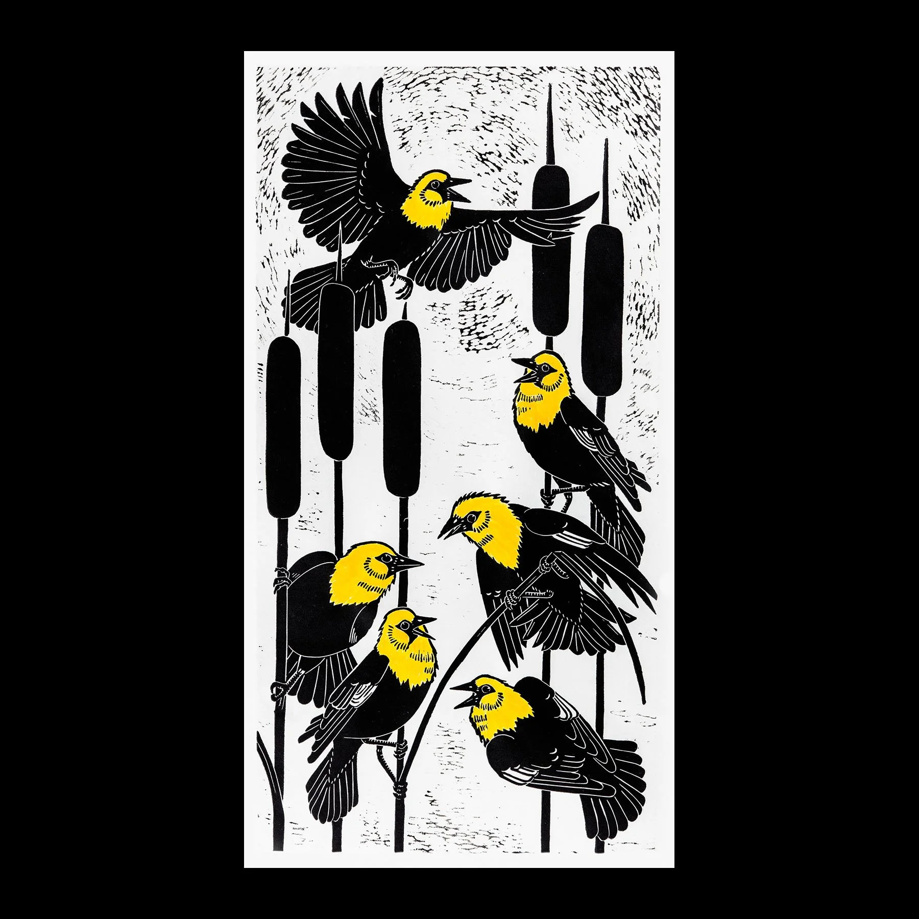 Yellow Headed Blackbirds