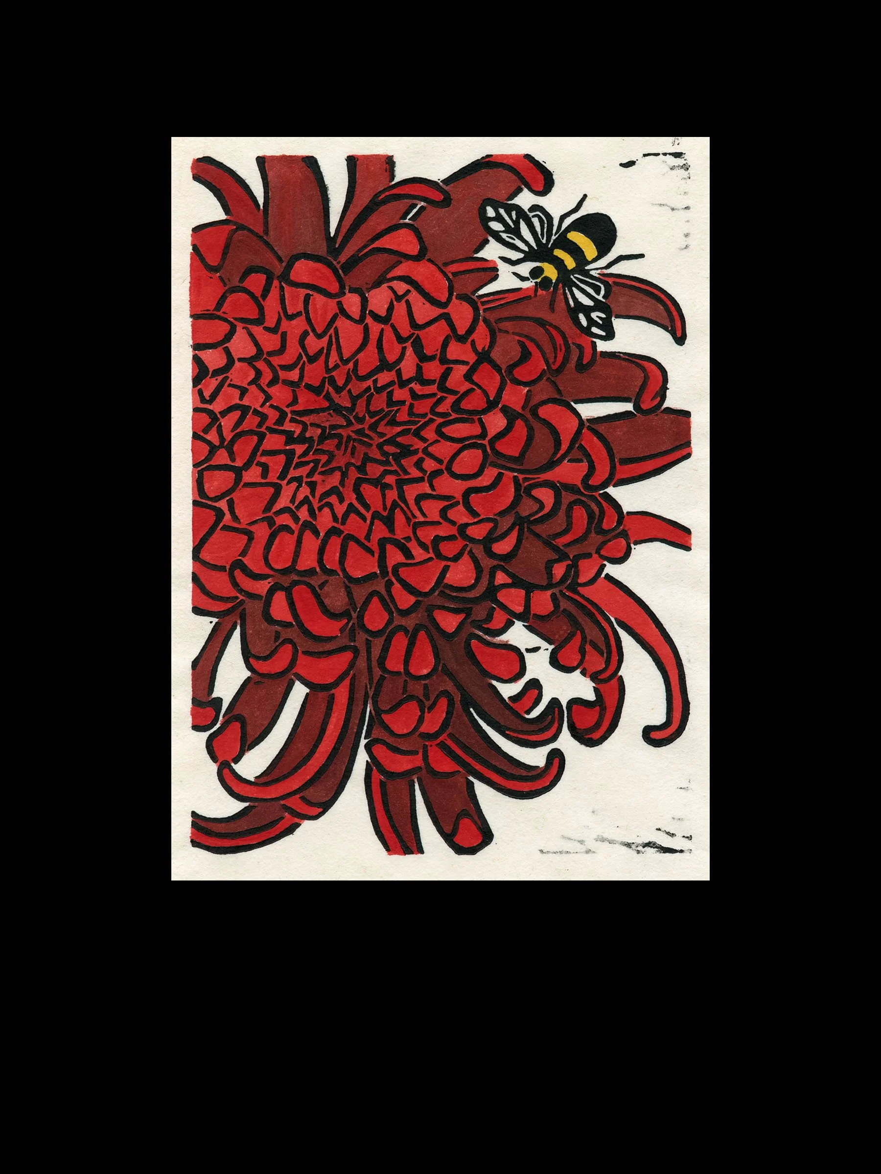 Red Chrysanthemum