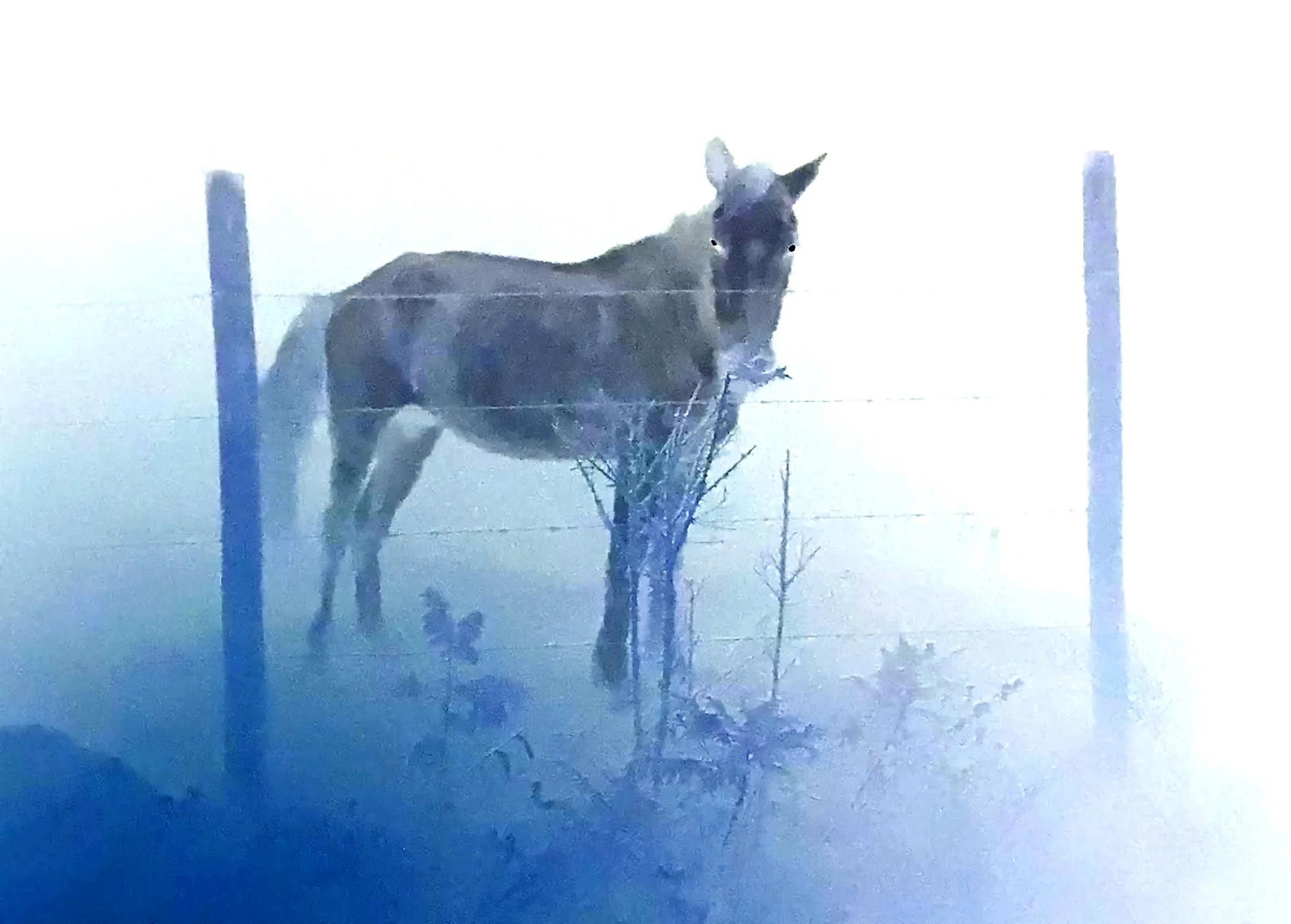 “Dark Horse” Film Scandal