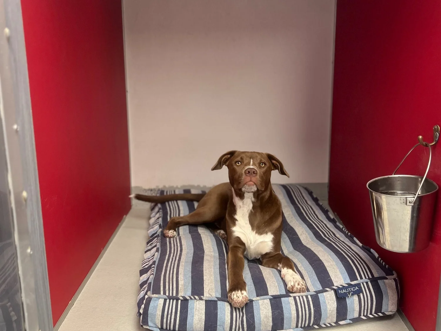 Boarding — The Gnarly Dog