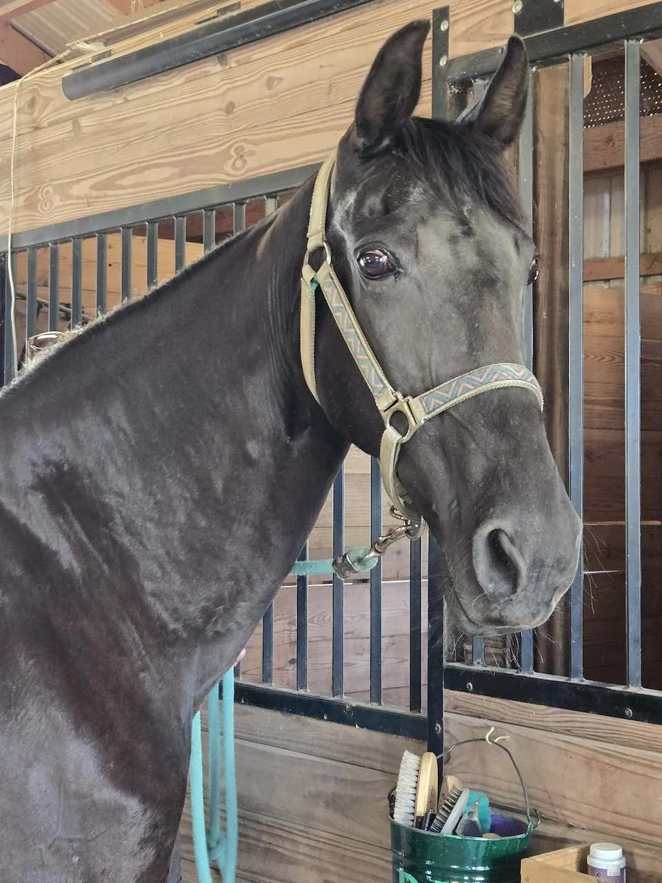 Mercy: A 24 y/o black TWH mare; she is sweet as pie and just LOVES interacting with our herd and especially loves hanging with her human friends. She is inquisitive, friendly and very intelligent. 

Mercy came to us as a full owner surrender, after r