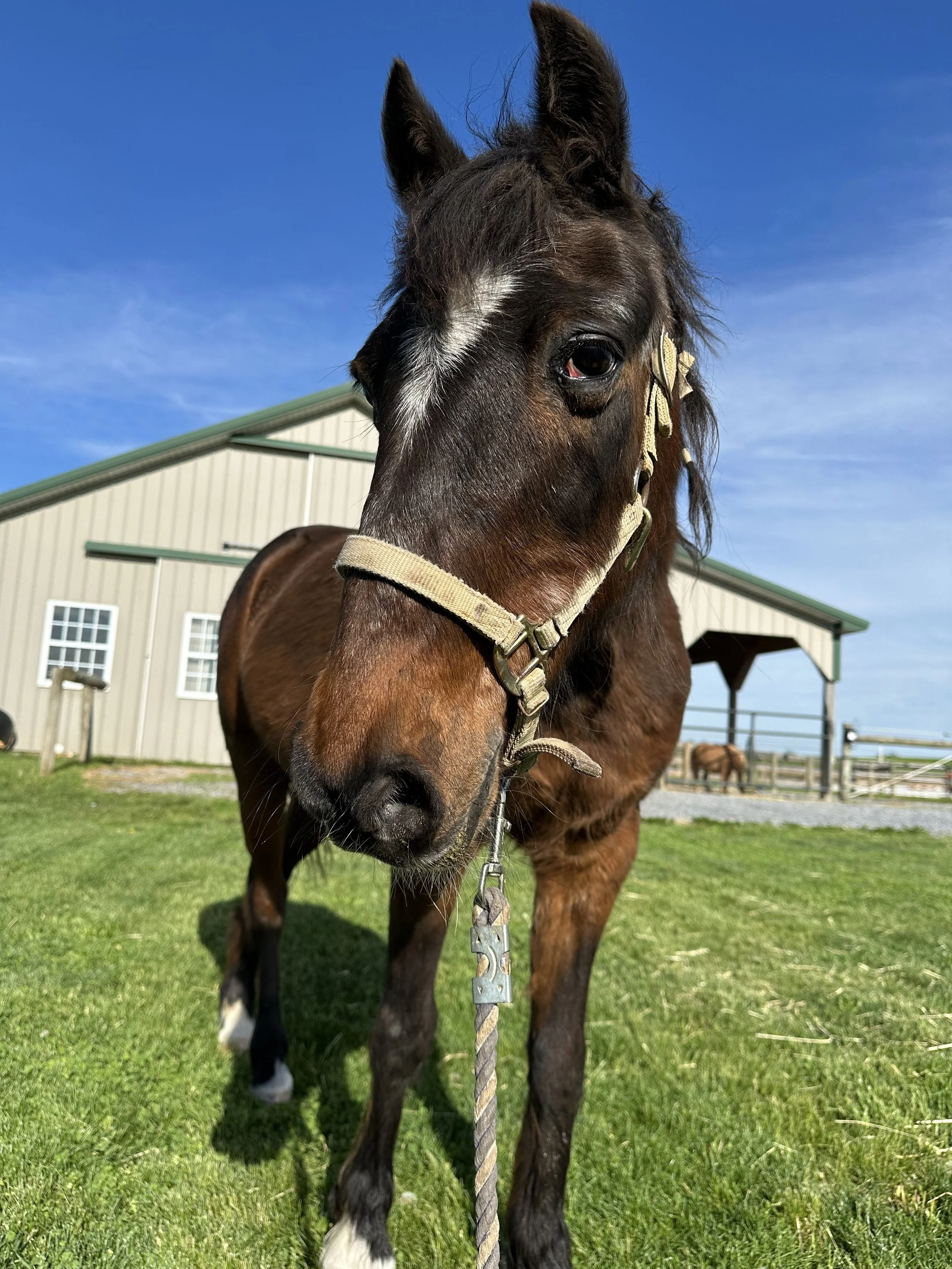 Jonah: (Formerly named Charlie), is a mid 20's liver chestnut, Hackney pony gelding.
Jonah came to Hope's Haven March of 2025 as an owner surrender. He was previously leased as a beginner level, barrel racing pony by a young girl who absolutely ado