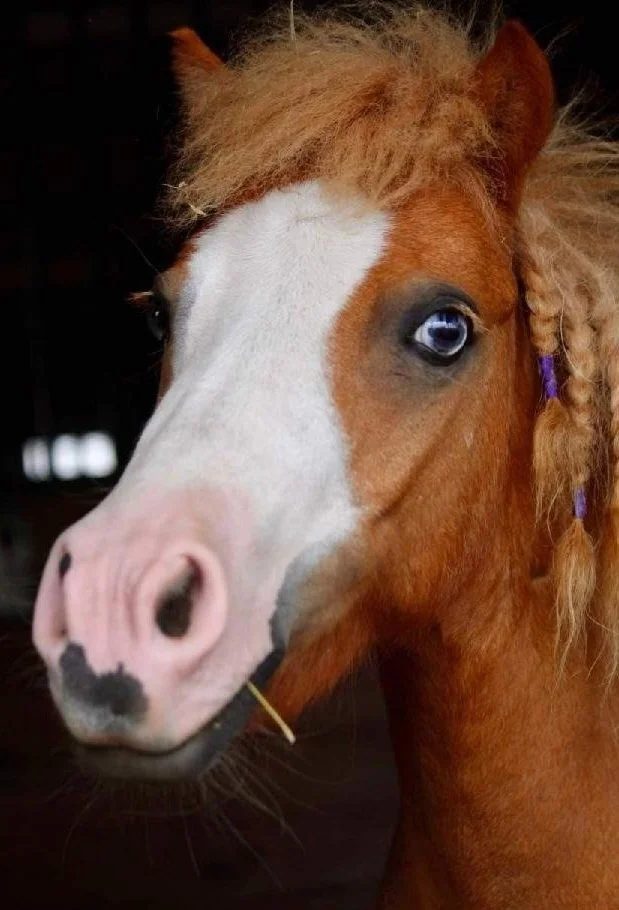 Baby Joy: Gracie & Joy are 'glass-eyed' mini paint , mares. They came to Hope's Haven together approximately 3 years ago. They were surrendered by their owner, who was moving out of the area and could no longer provide for them. She wanted them to ha