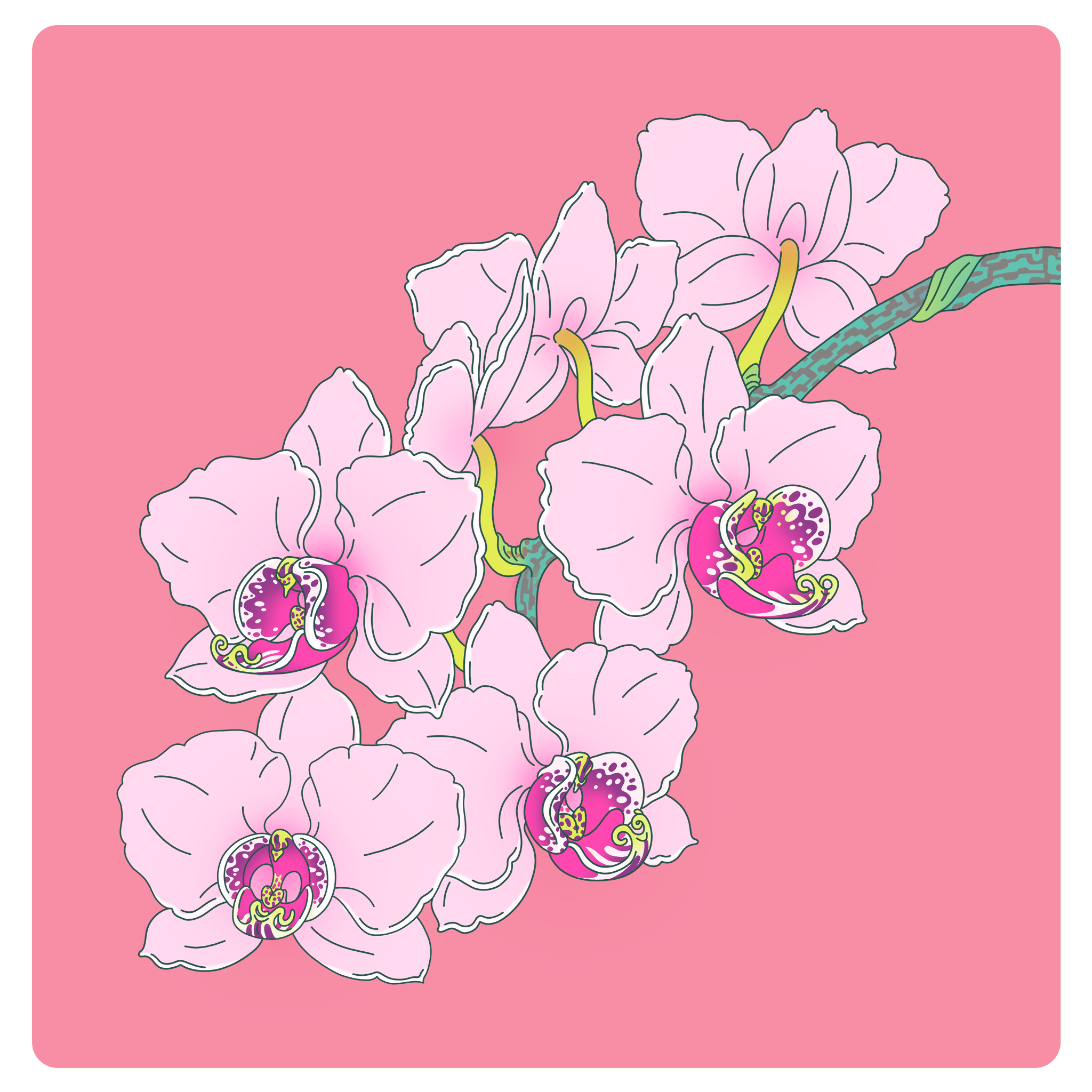 orchid004_v002_FinalColor_2048px.png