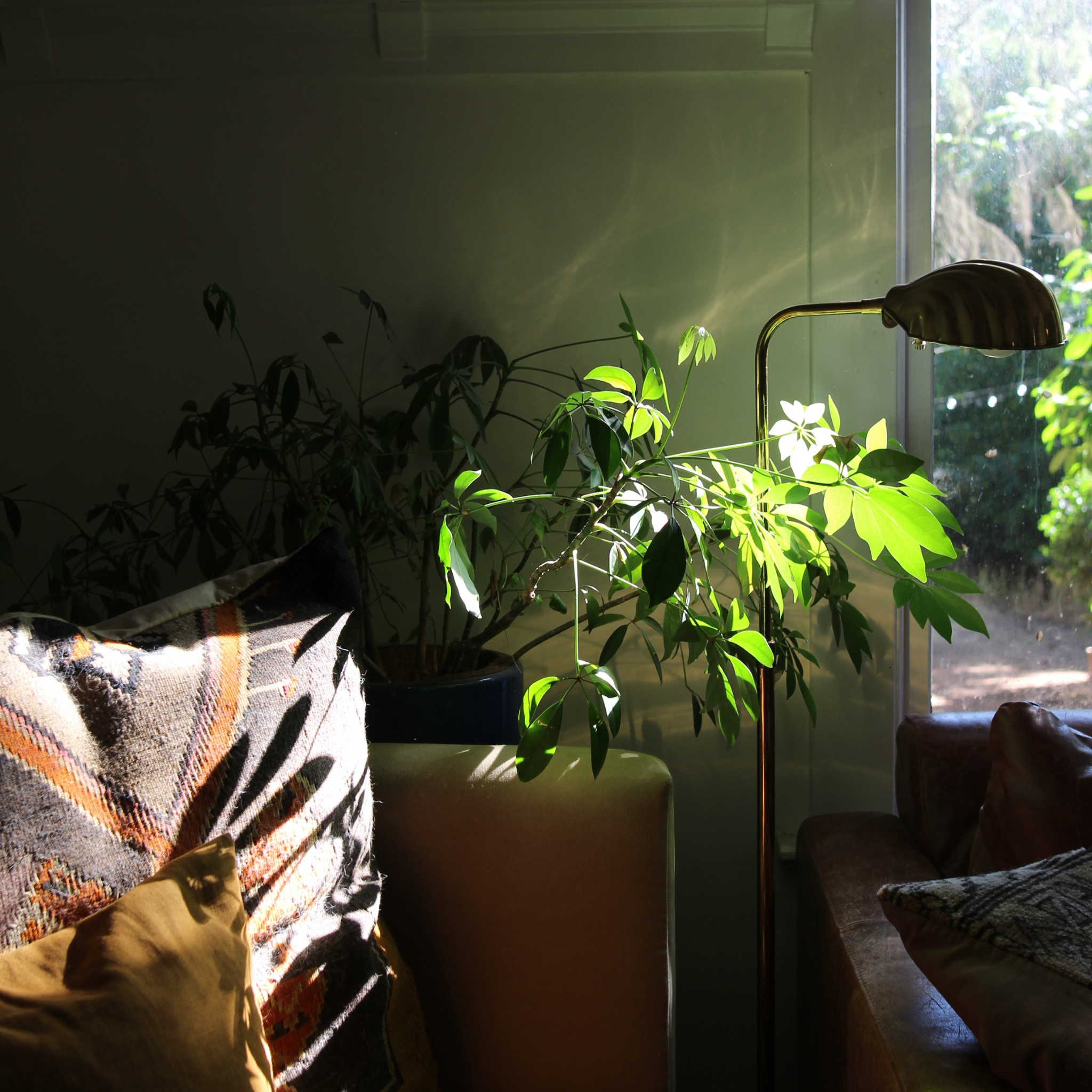 Sunlight illuminates a lush green houseplant on a side table near a window, with a small reading lamp beside it, casting shadows on the wall and furniture.
