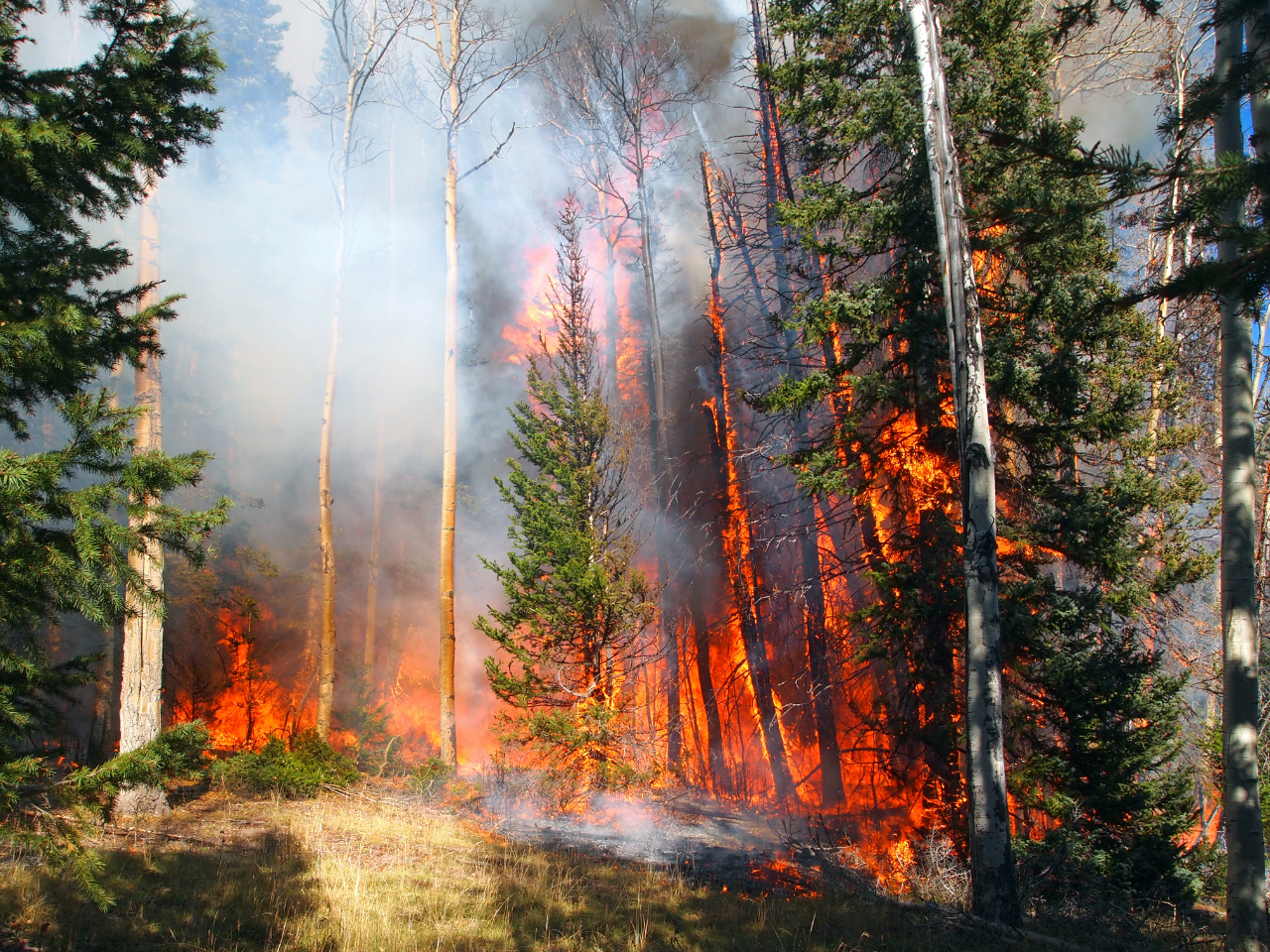 Four Southern Interior community foundations unite to support wildfire research at UBC Okanagan