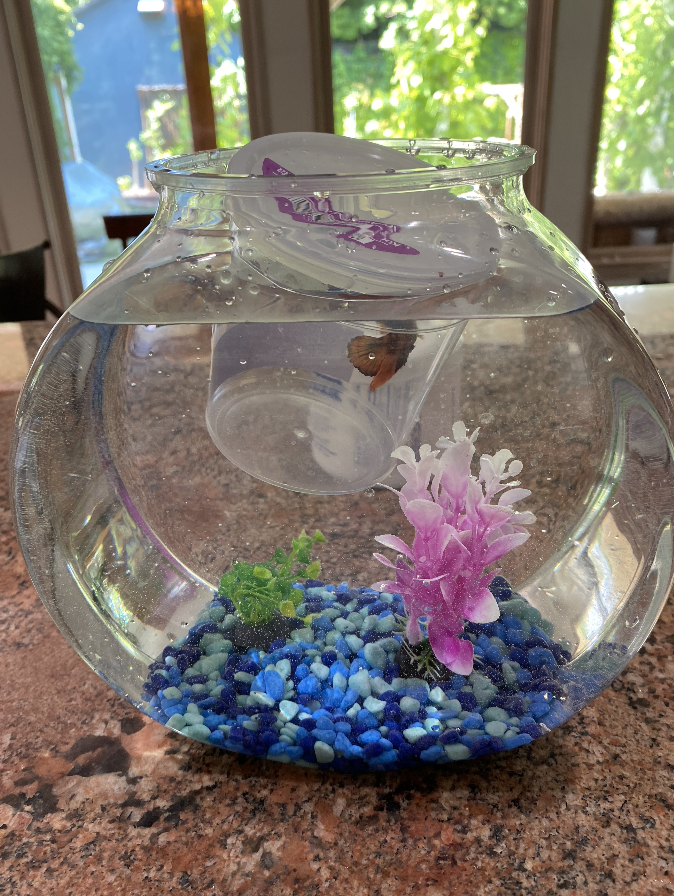 Acclimating the fish