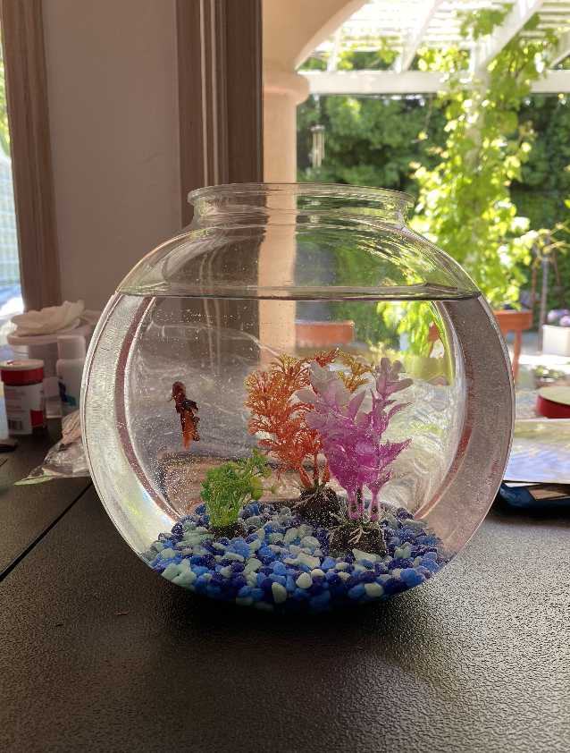 Fish in his new (temporary) home