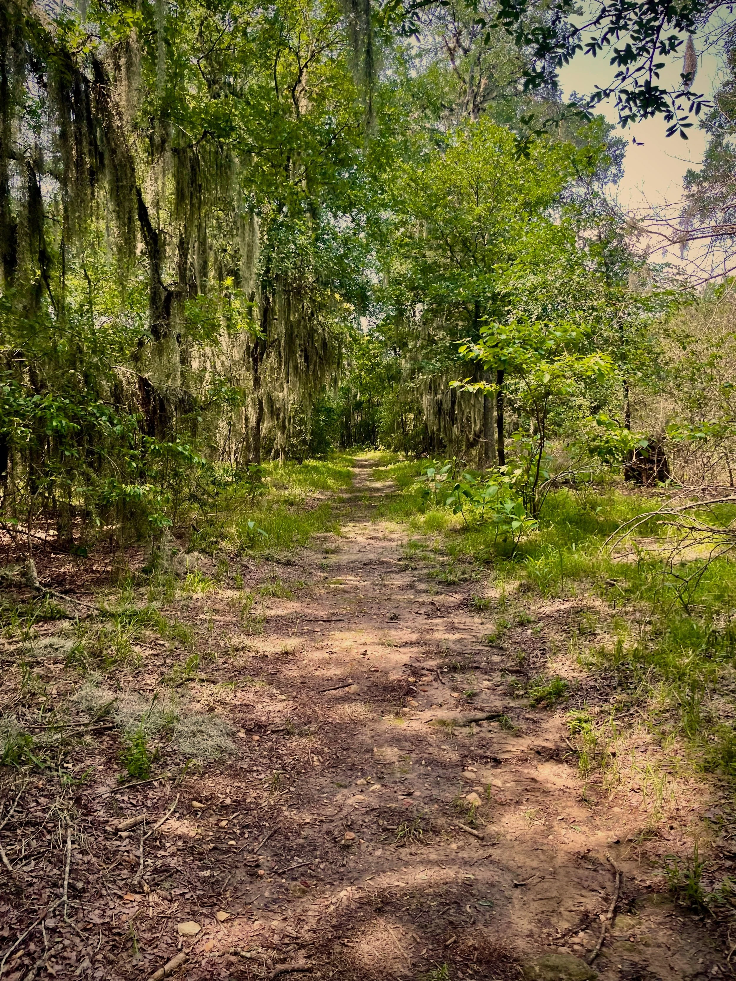 Nature Walks