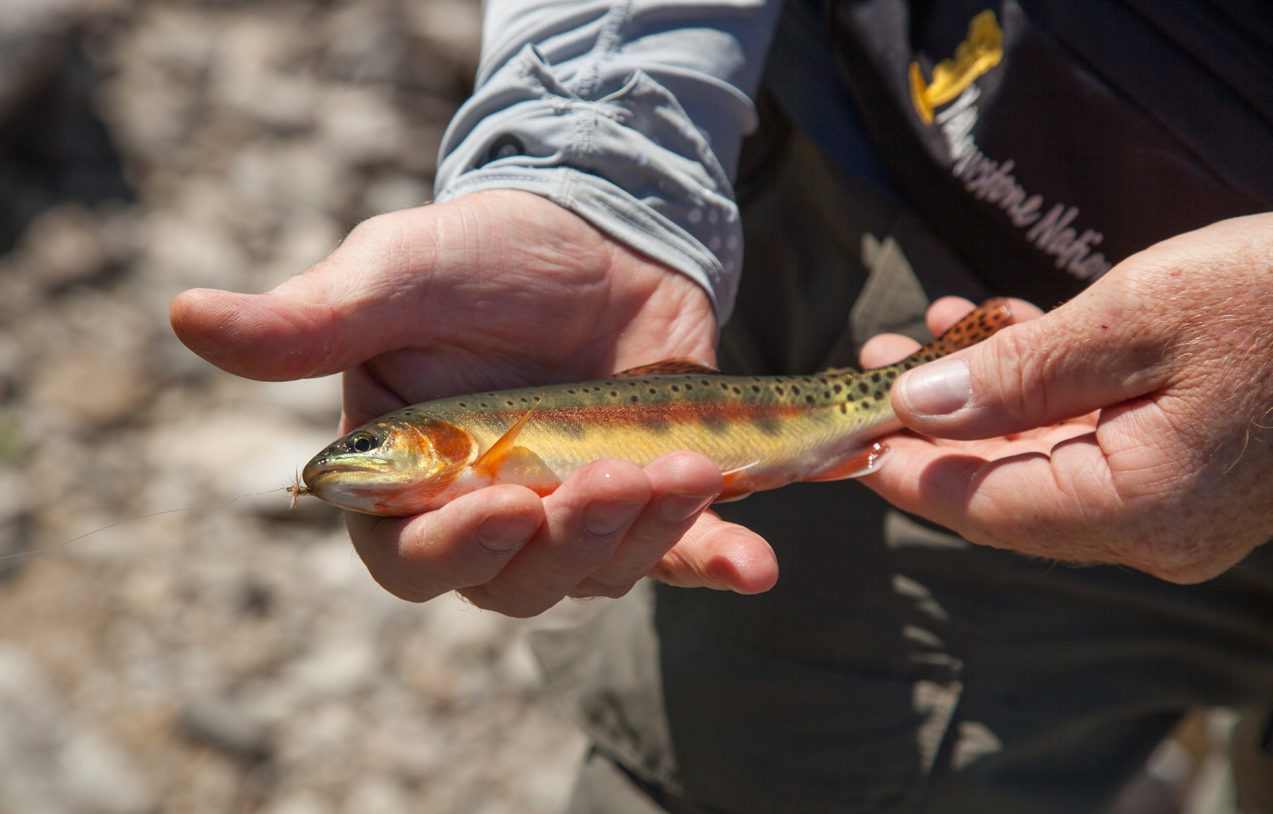 Golden Trout Sponsorship