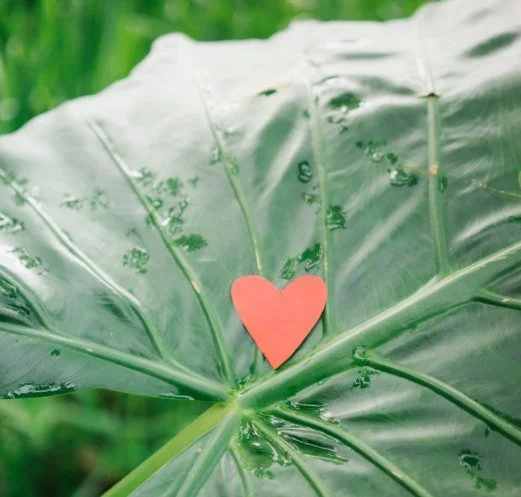 Small pink paper heart resting on a large green tropical leaf