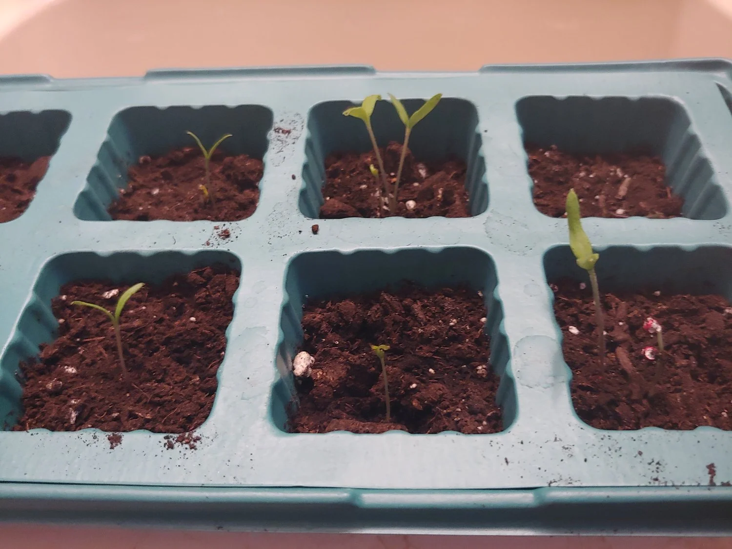 Growing seeds for easy planting.