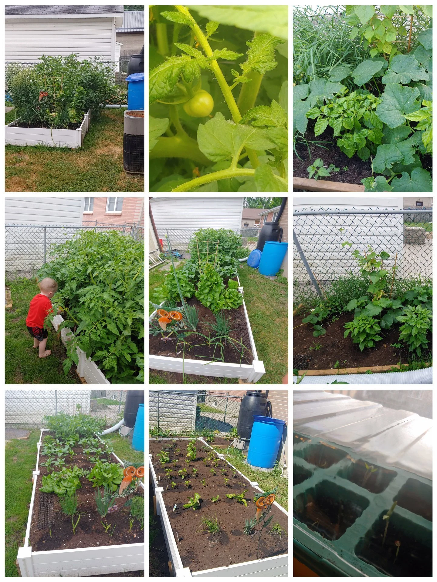 Backyard food-growing competition.