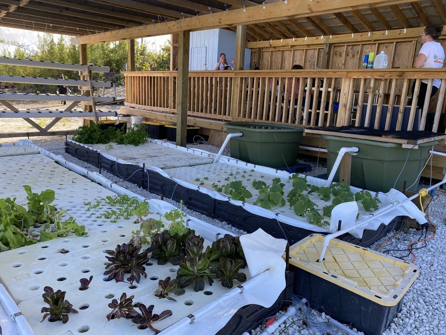 Hydroponic system growing various plants under a wooden structure, with water containers and tubes. People are visible on a covered deck in the background.